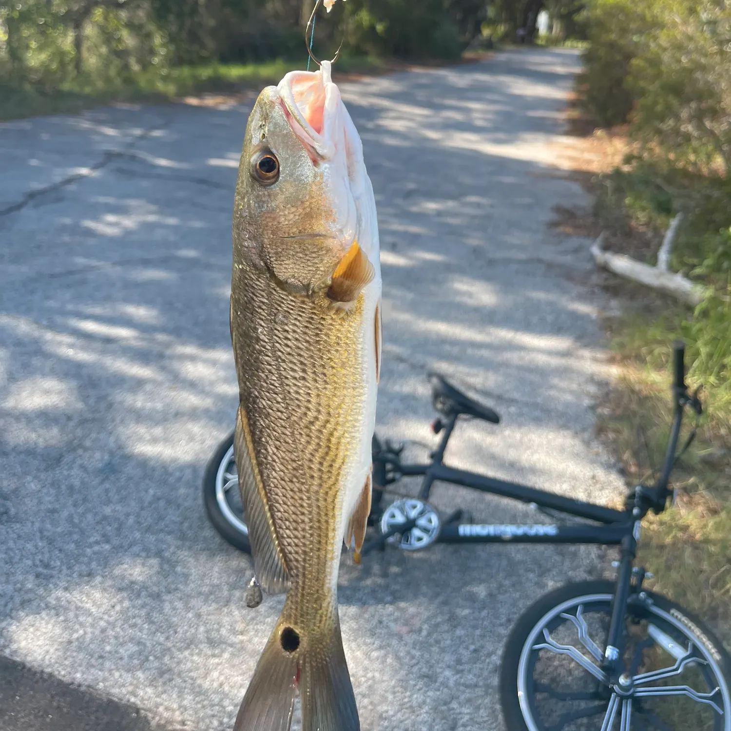 Red drum caught on Fishbrain