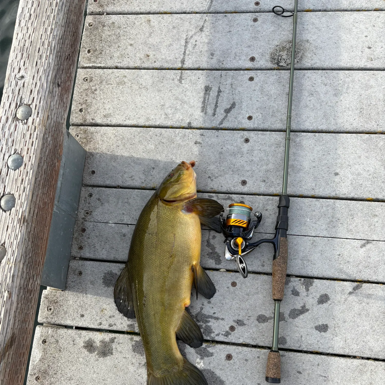 recently logged catches