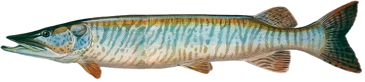 Tiger muskellunge