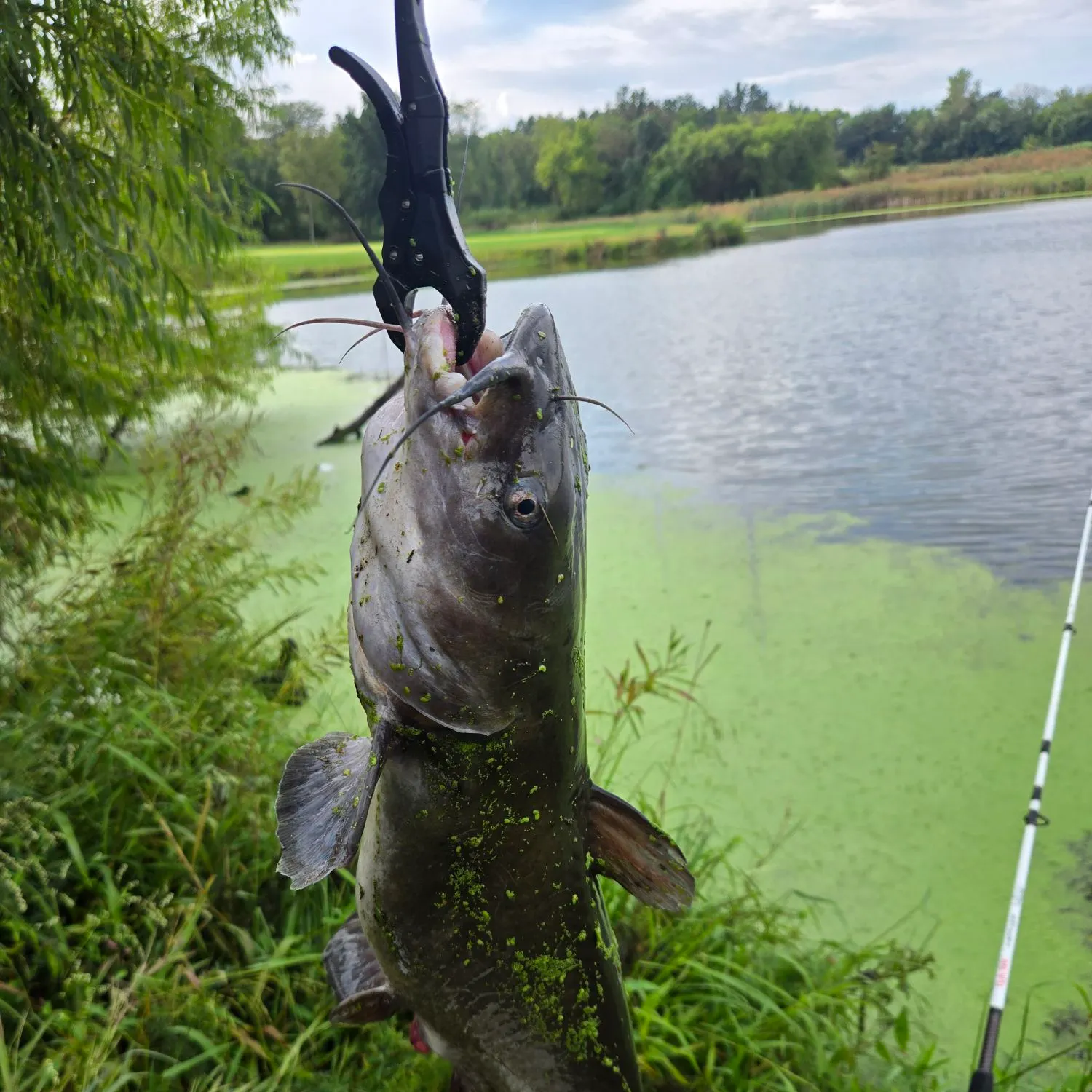 Channel catfish caught on Fishbrain