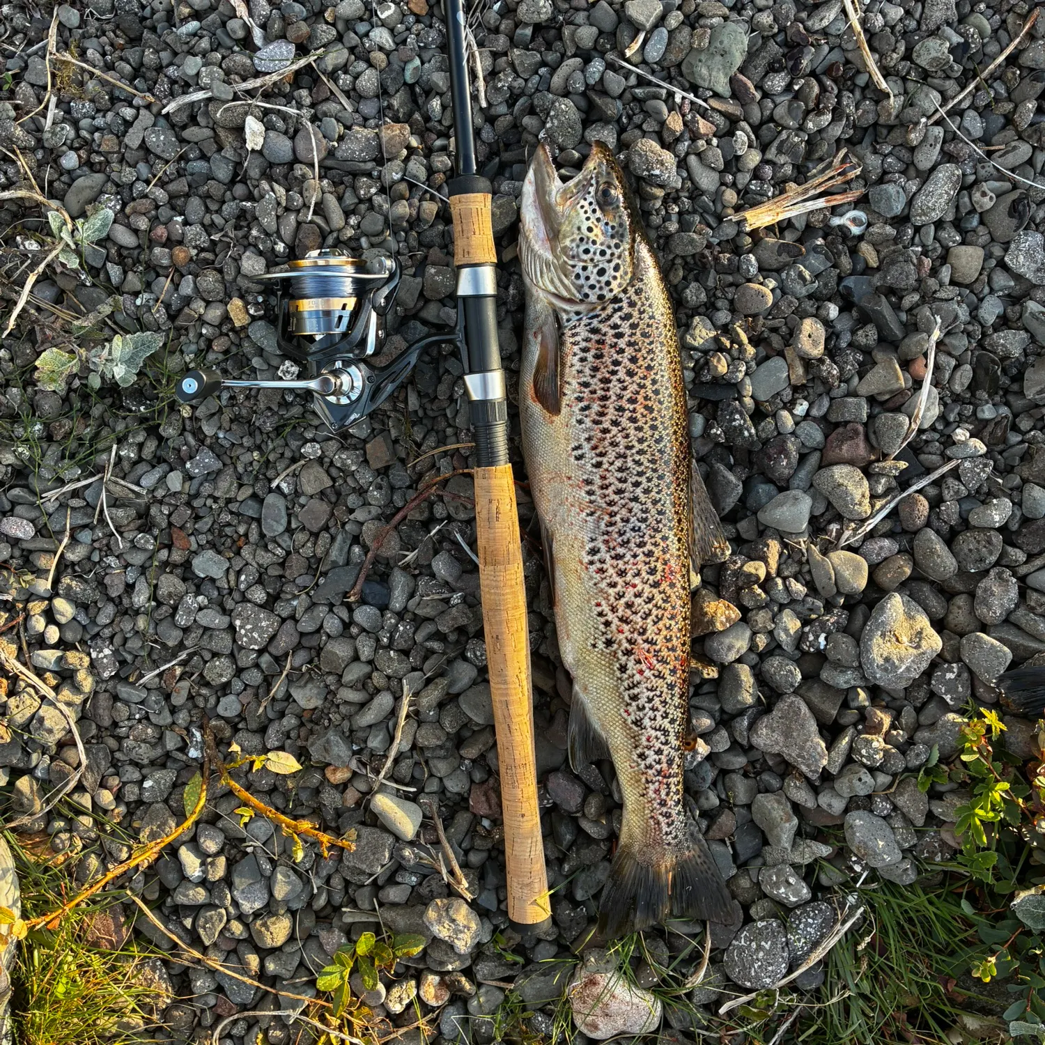 Brown trout caught on Fishbrain