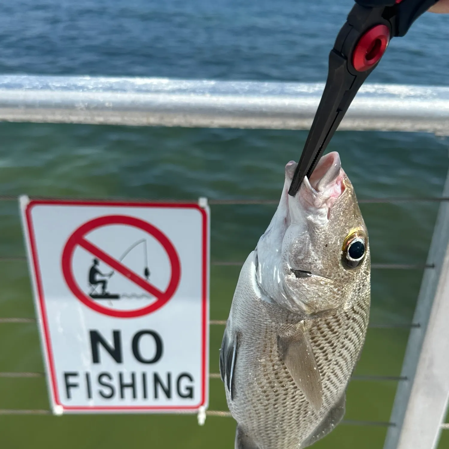 The most recent Deep-bodied mojarra catches on Fishbrain