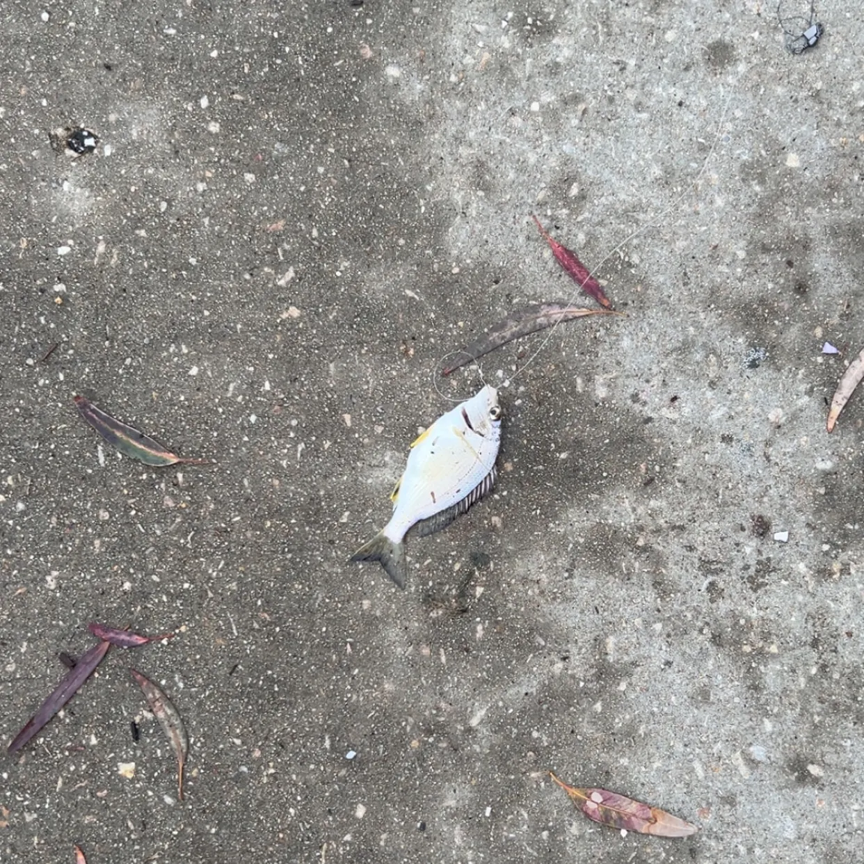 Southern black bream caught on Fishbrain