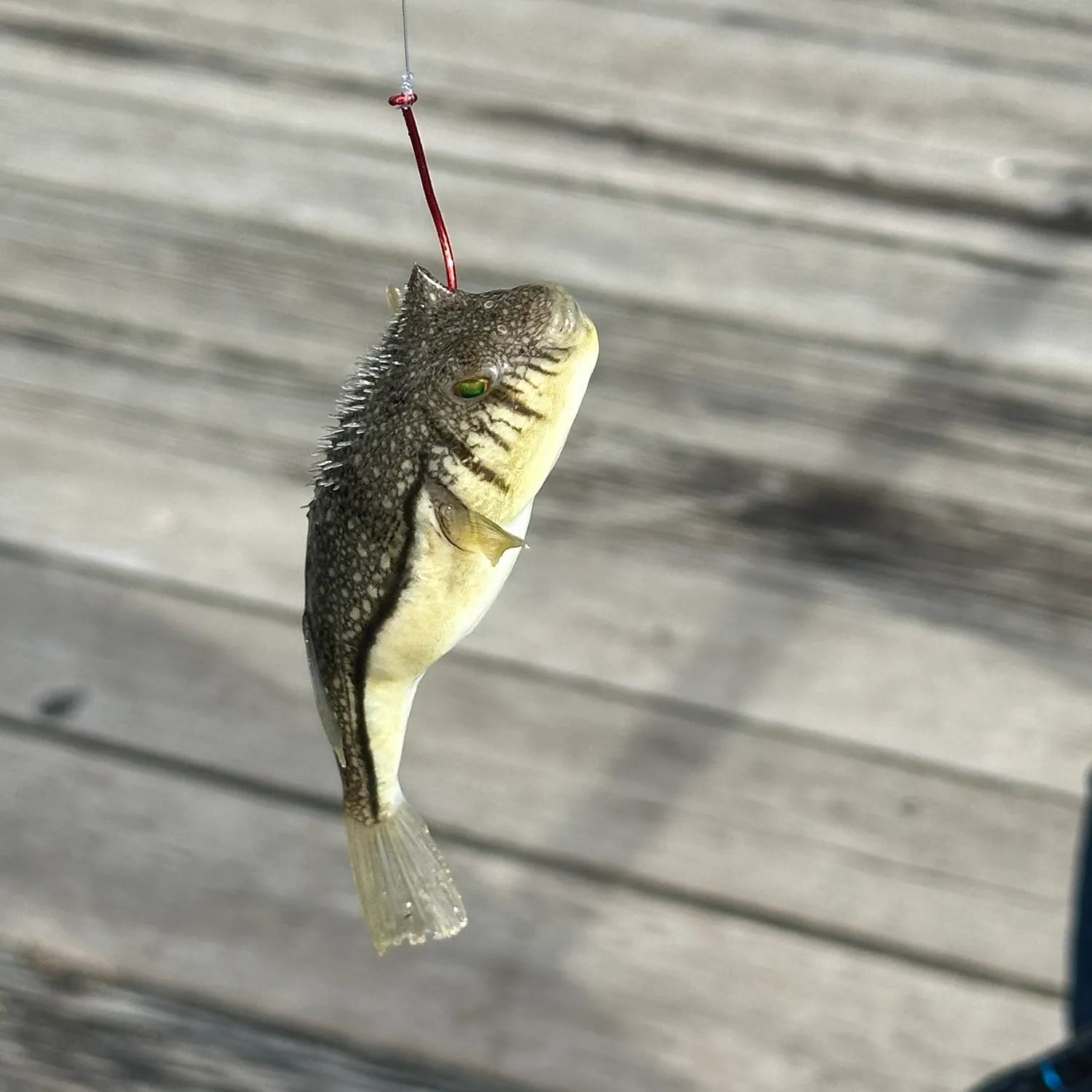 The most recent Smooth toadfish catches on Fishbrain