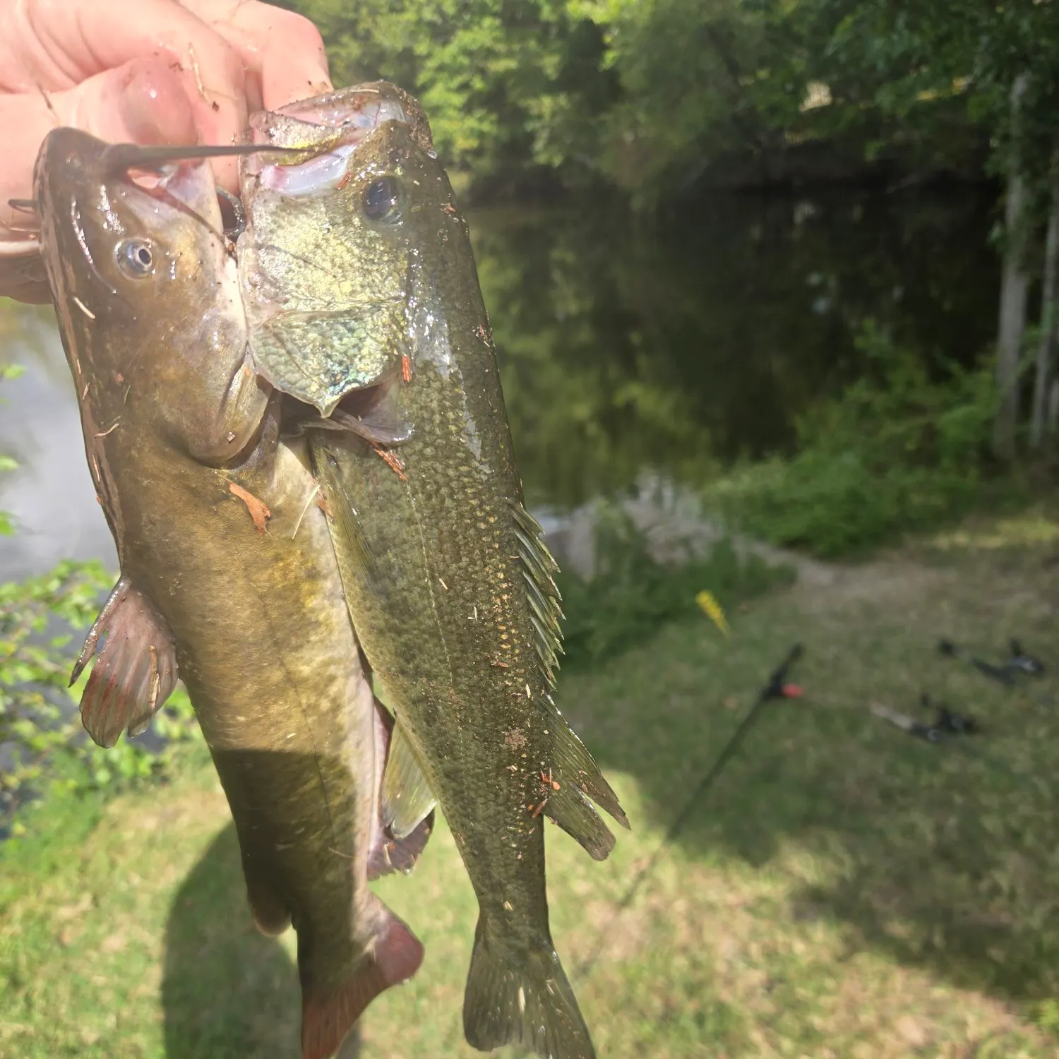 Fish caught on Fishbrain