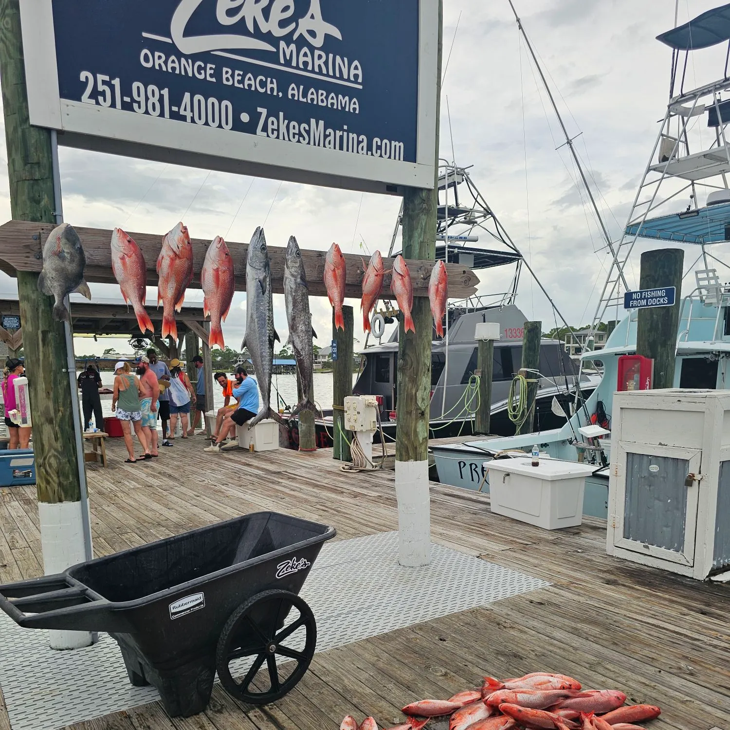 Northern red snapper caught on Fishbrain