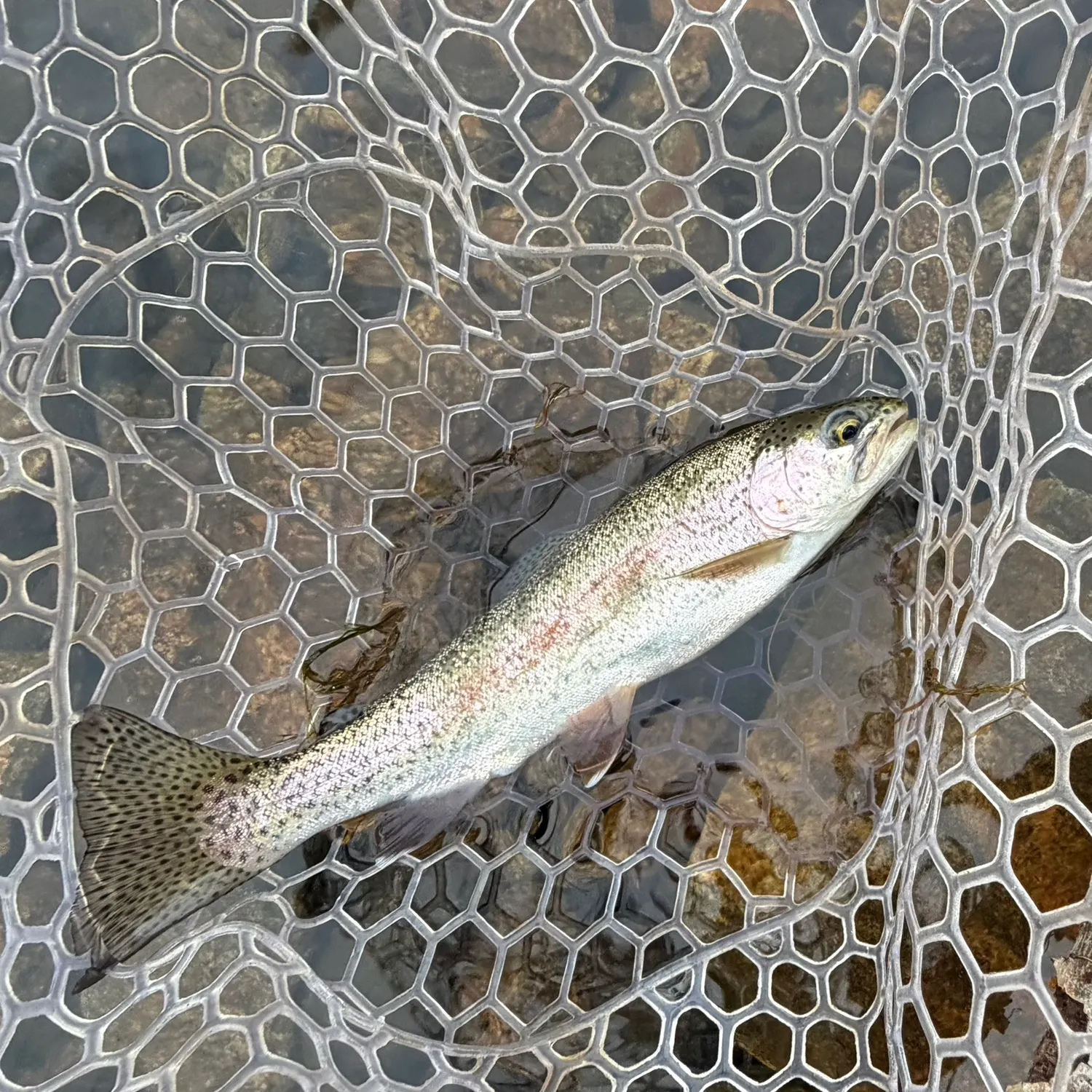 Rainbow trout caught on Fishbrain