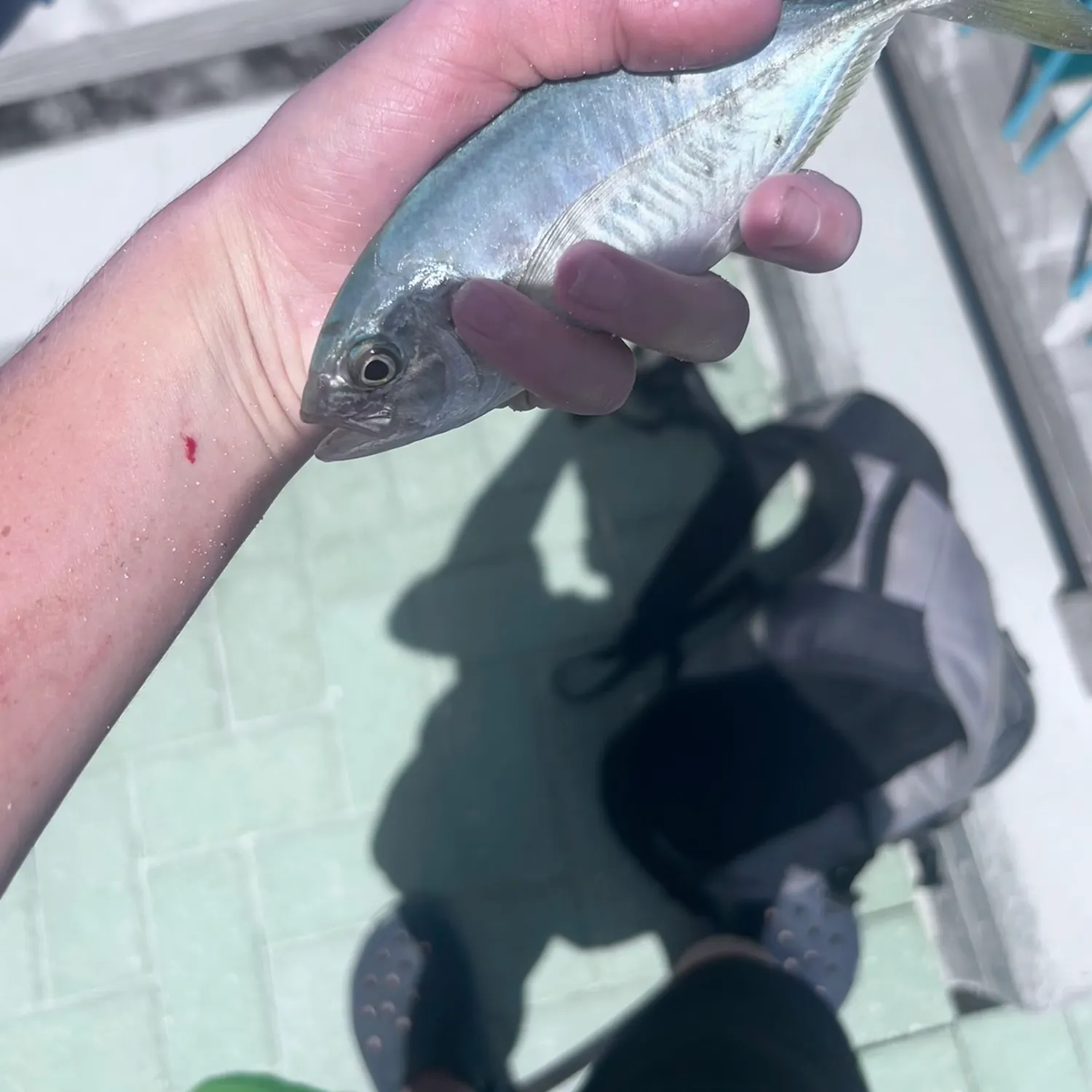Blue runner caught on Fishbrain
