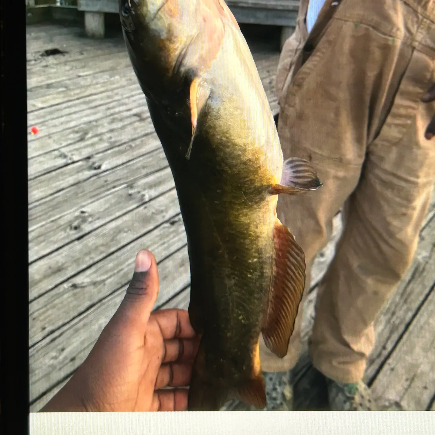 Black bullhead caught on Fishbrain