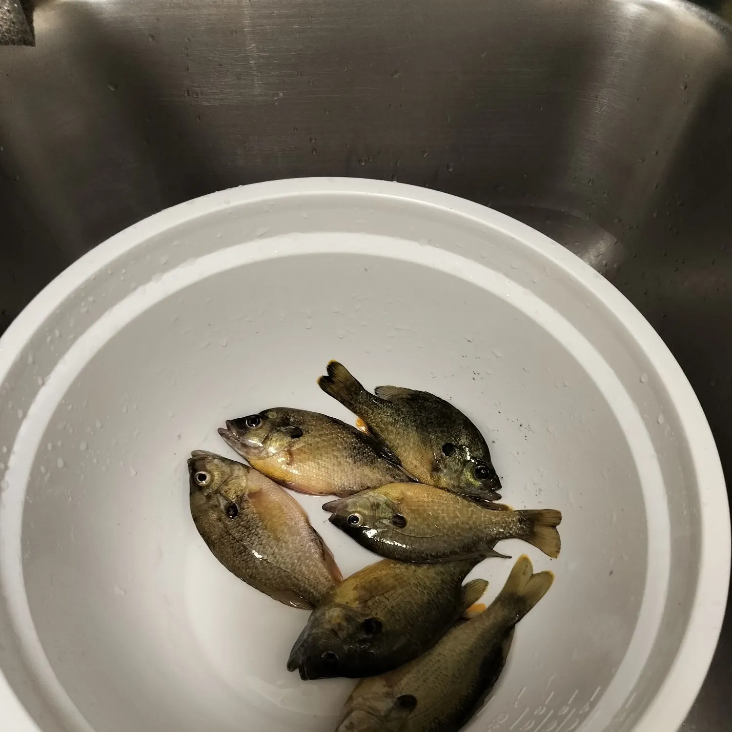 Green sunfish caught on Fishbrain