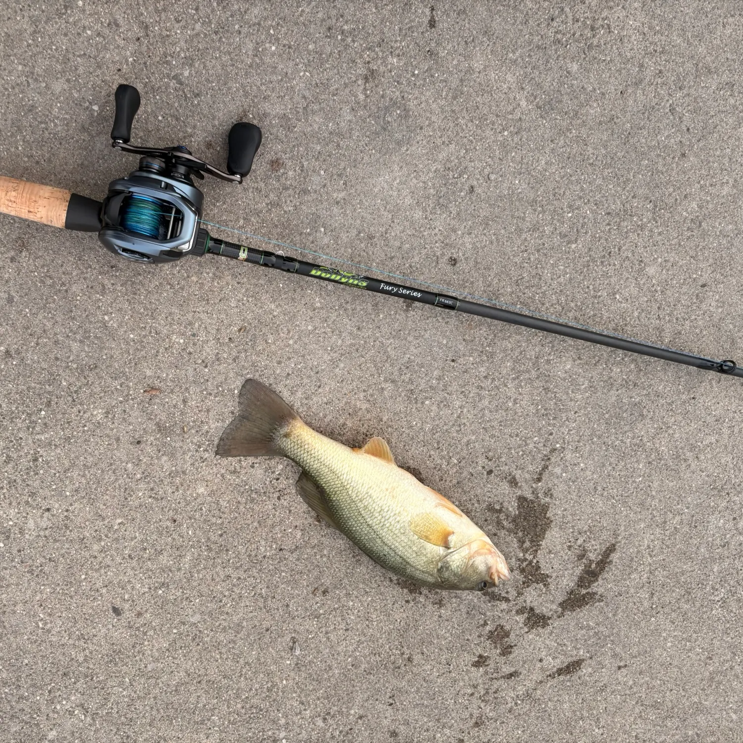 Largemouth bass caught on Fishbrain