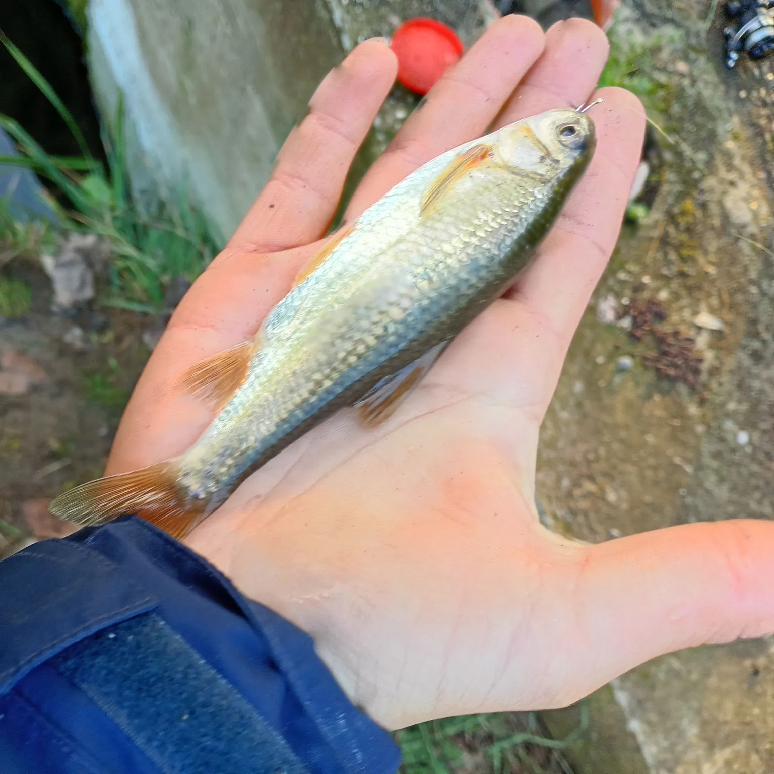 The most recent Golden redhorse catches on Fishbrain