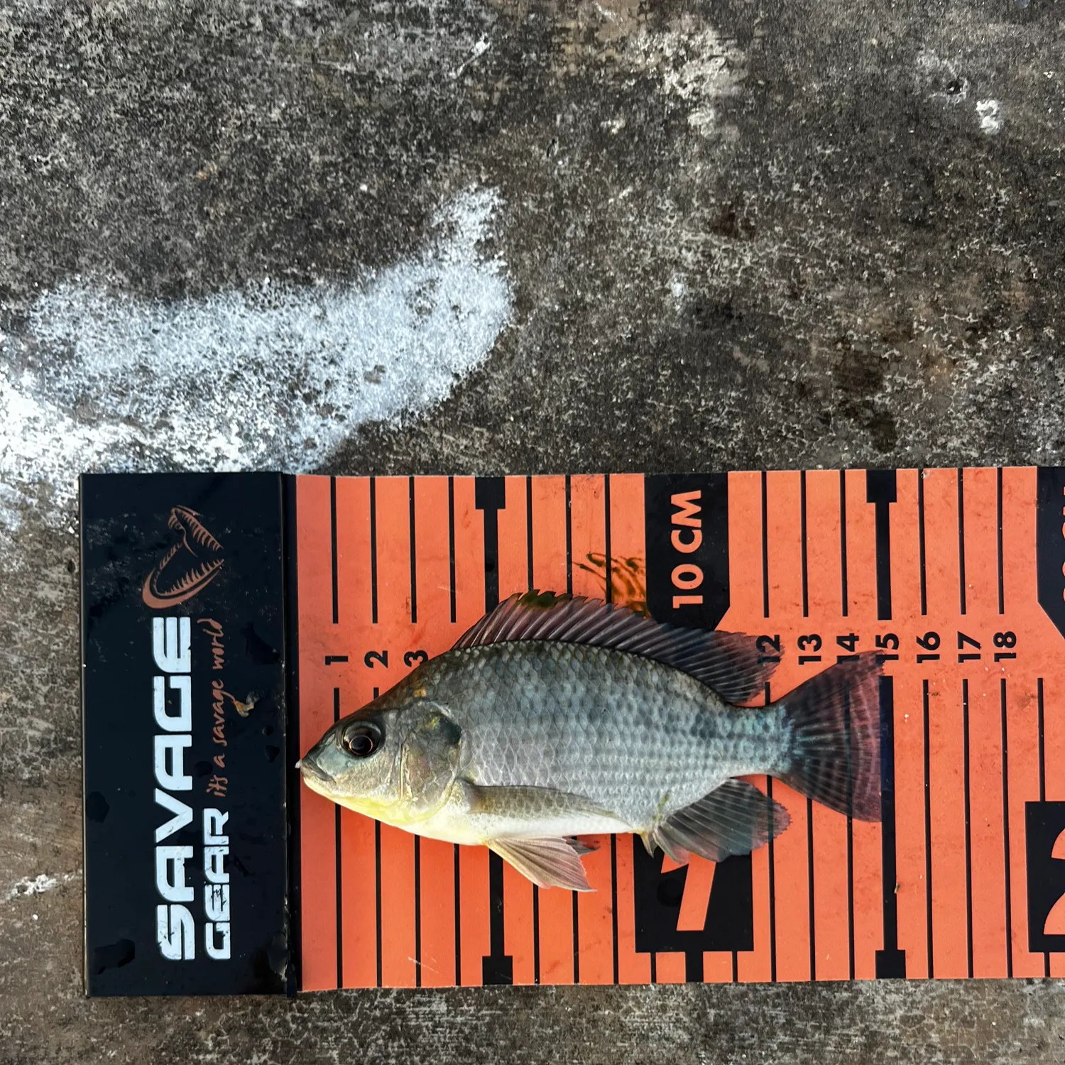 The most recent Nile tilapia catches on Fishbrain