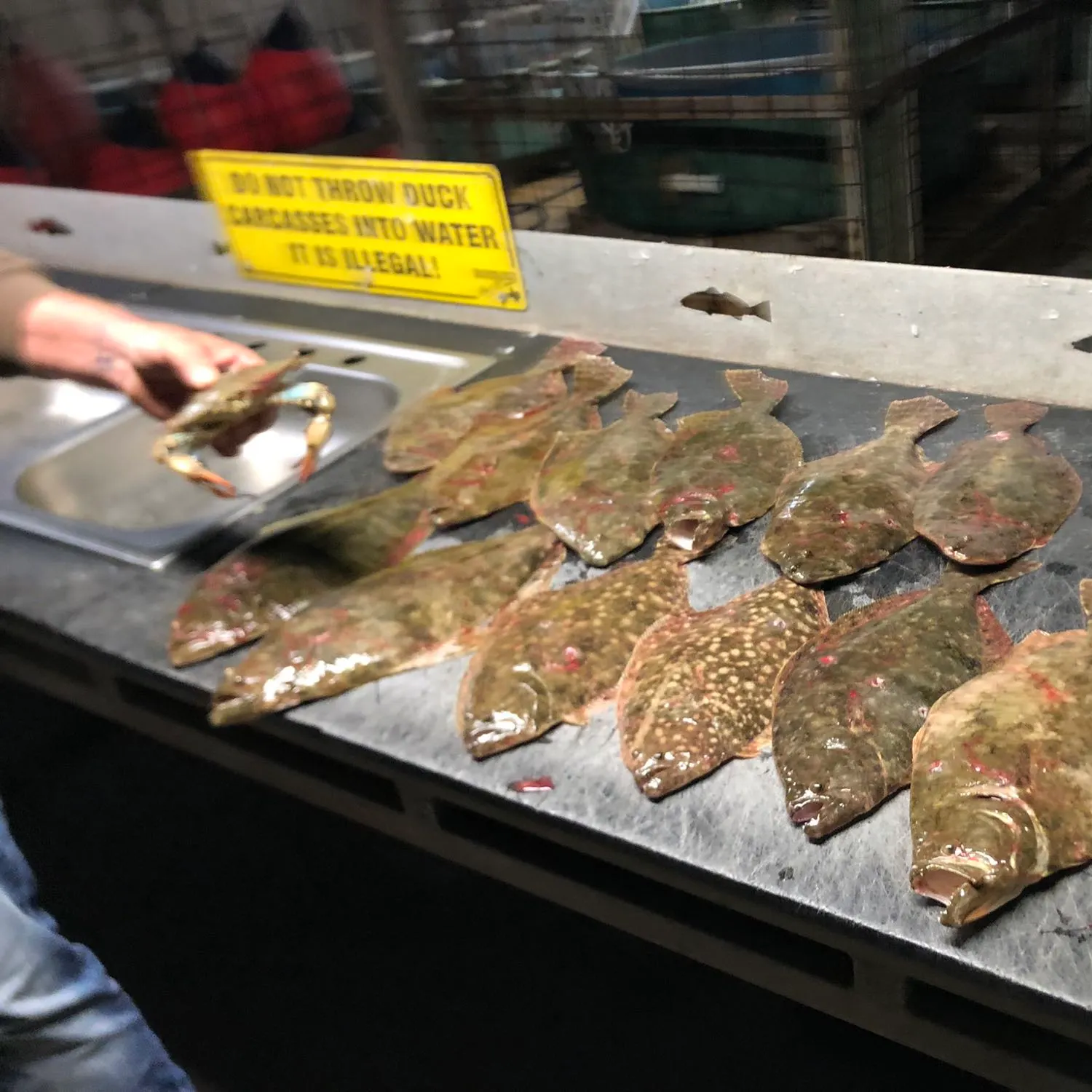 The most recent New Zealand brill catches on Fishbrain