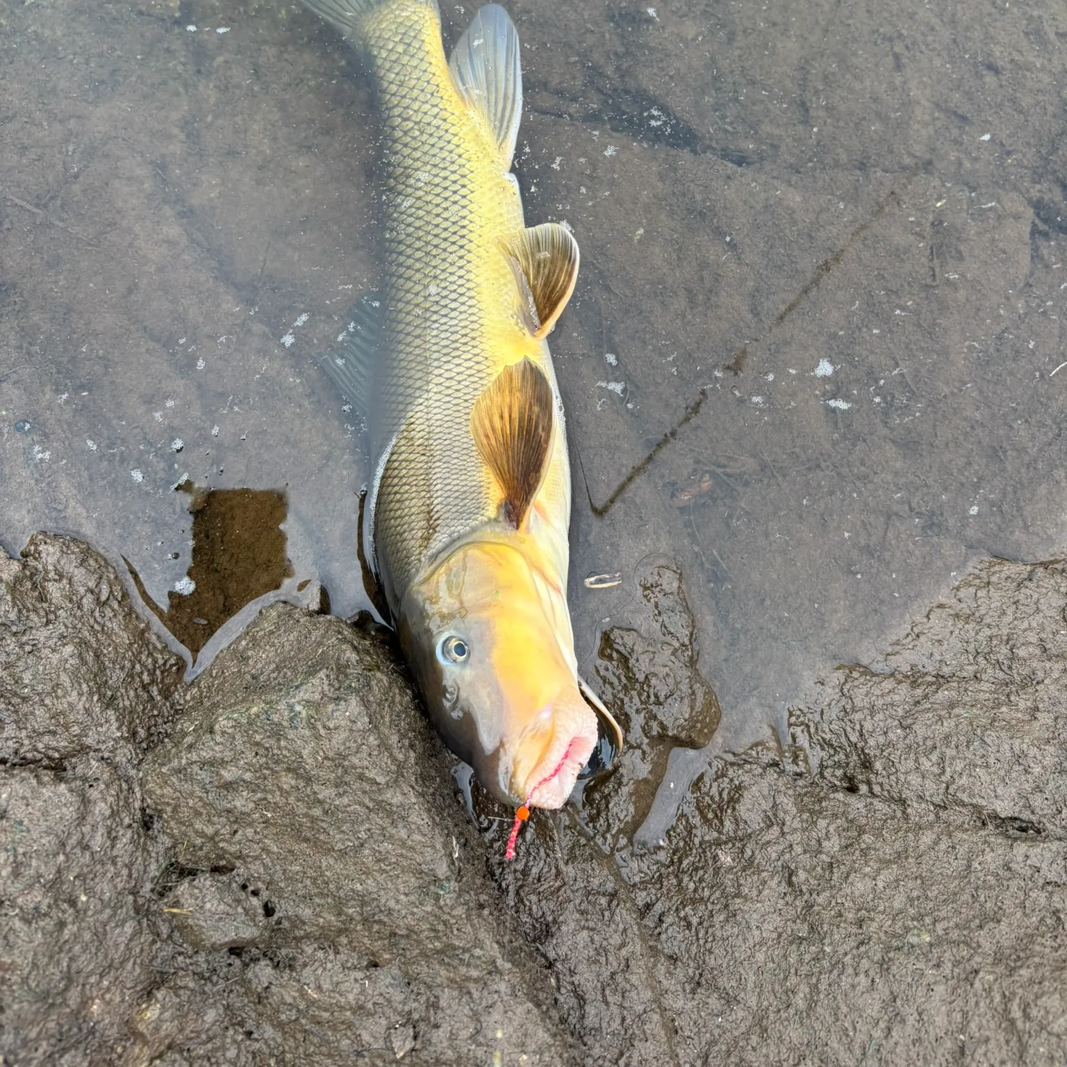 The most recent Sonora sucker catches on Fishbrain