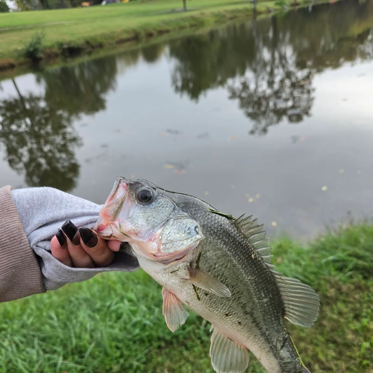 Largemouth bass caught on Fishbrain