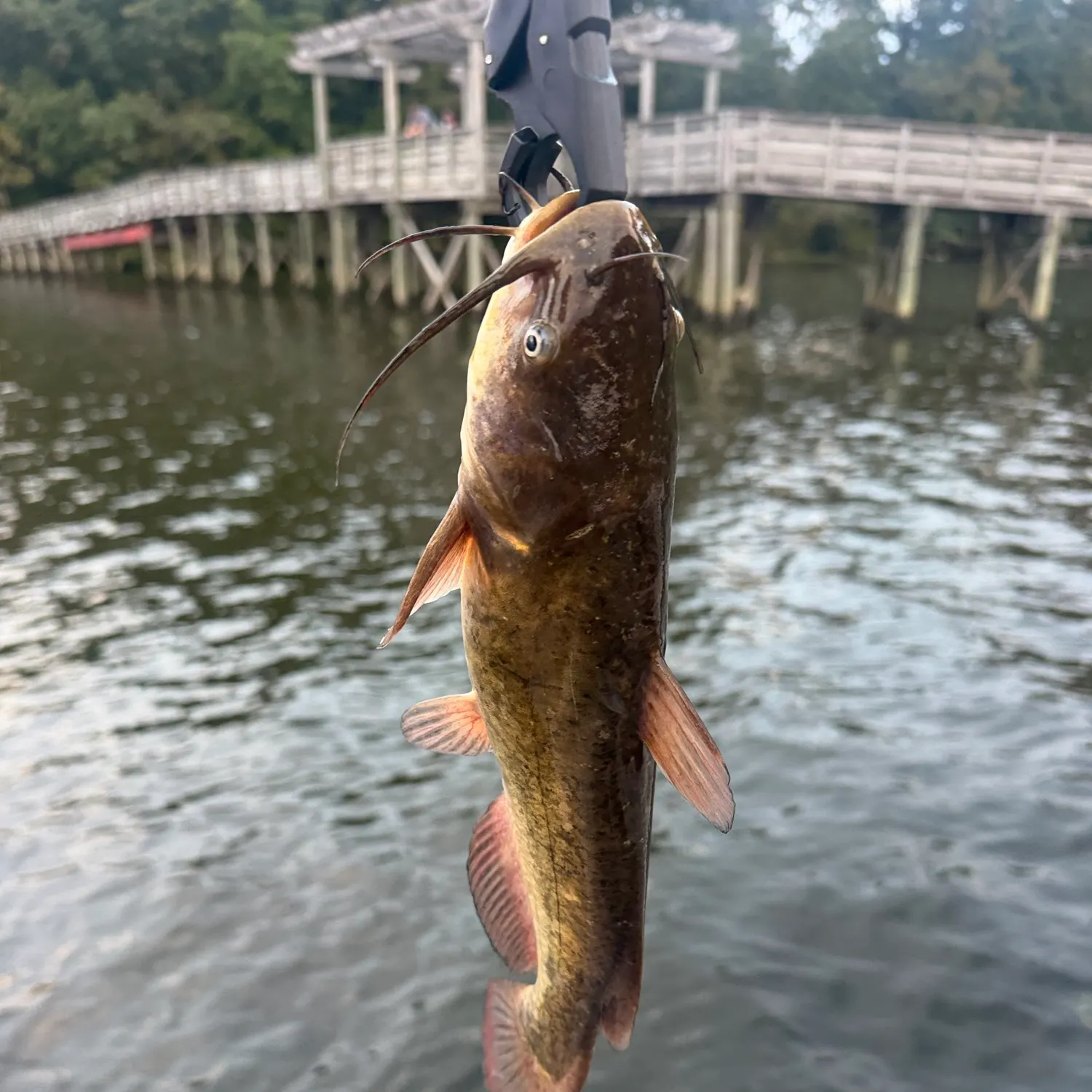 Brown bullhead caught on Fishbrain