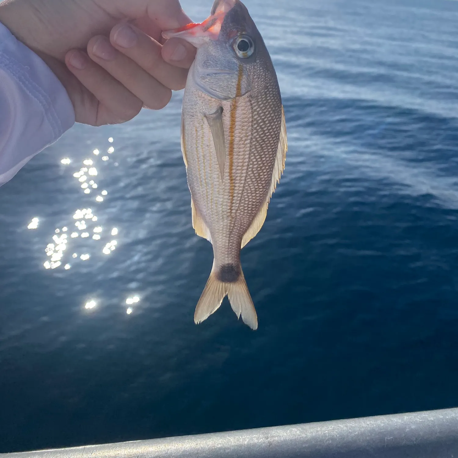 Tomtate grunt caught on Fishbrain