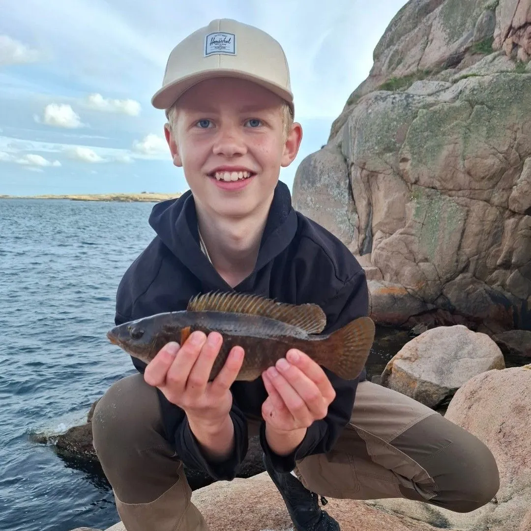 The most recent Ballan wrasse catches on Fishbrain