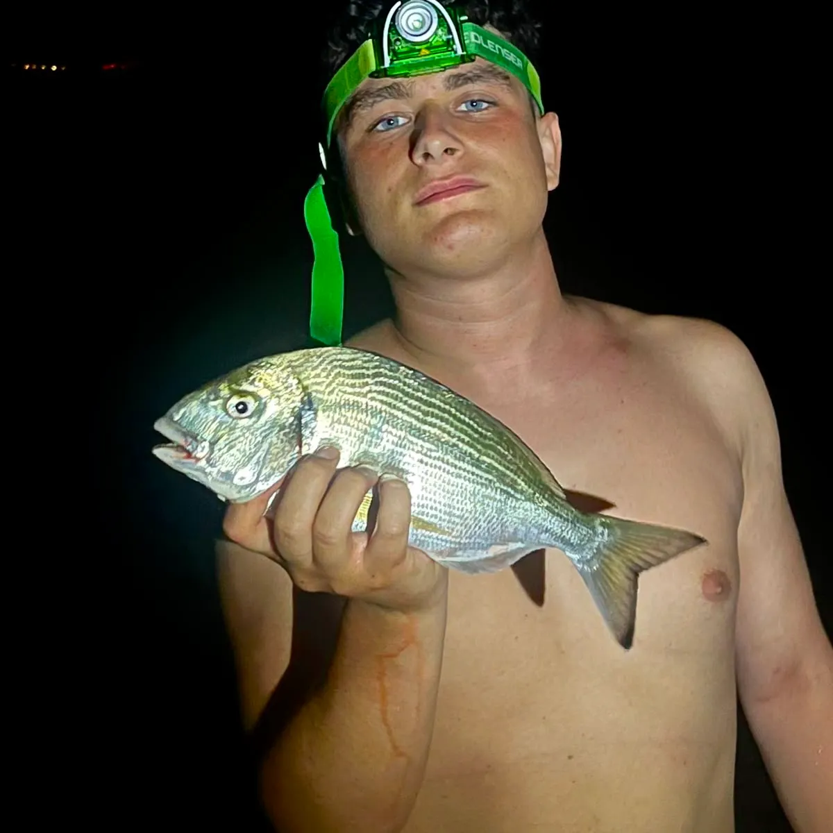 The most recent Gilthead seabream catches on Fishbrain