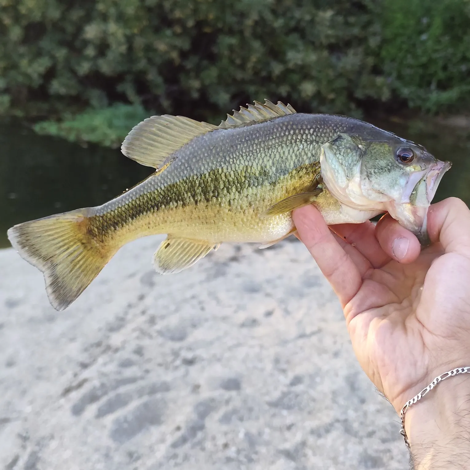 Largemouth bass caught on Fishbrain