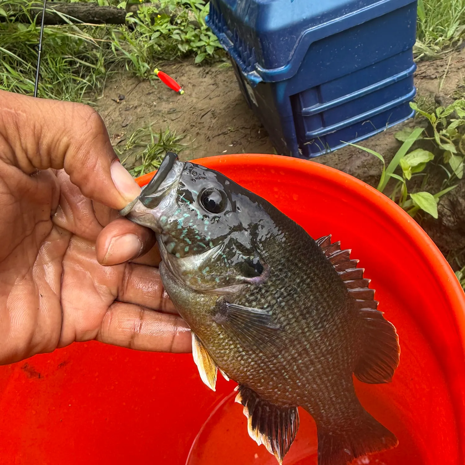 catch