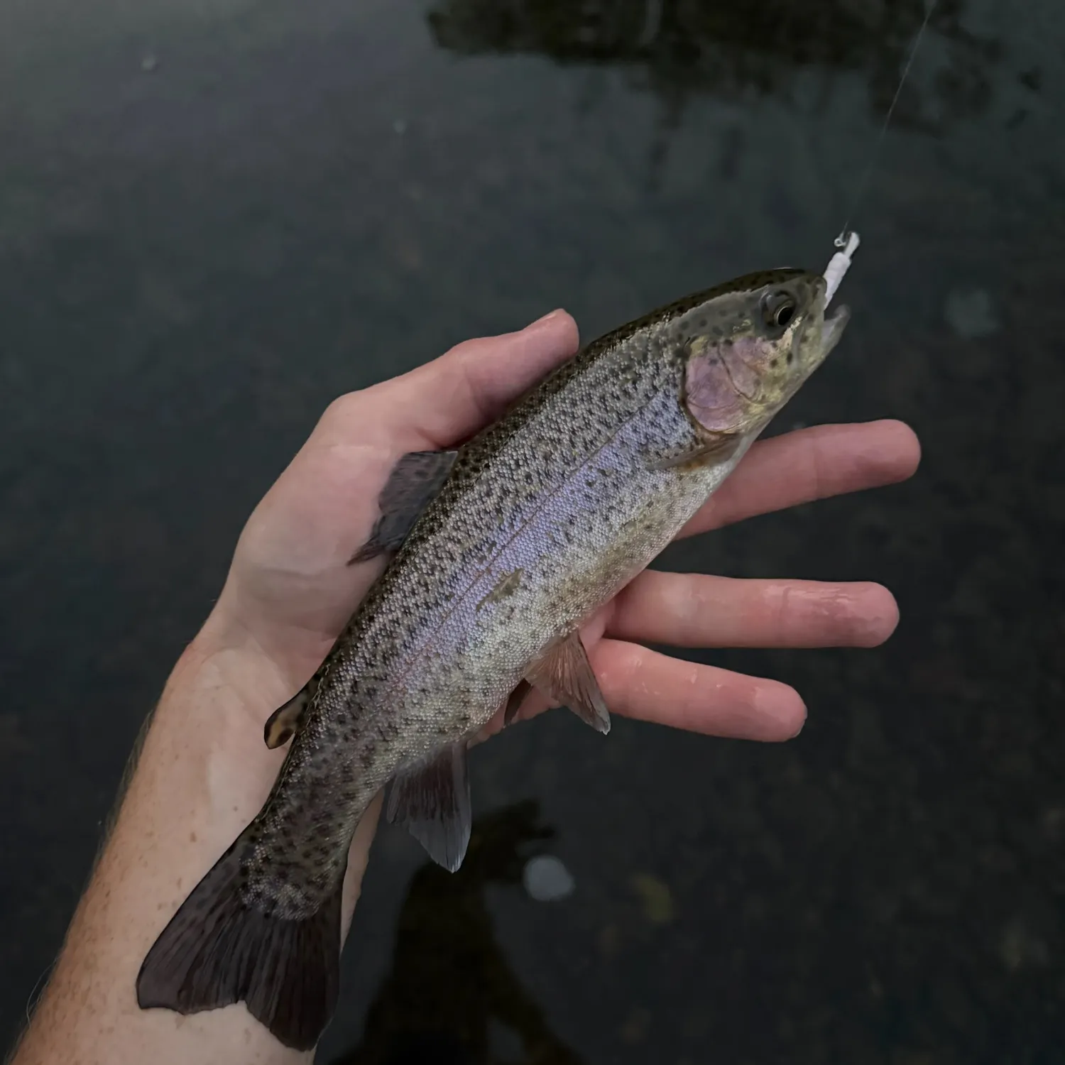 Rainbow trout caught on Fishbrain