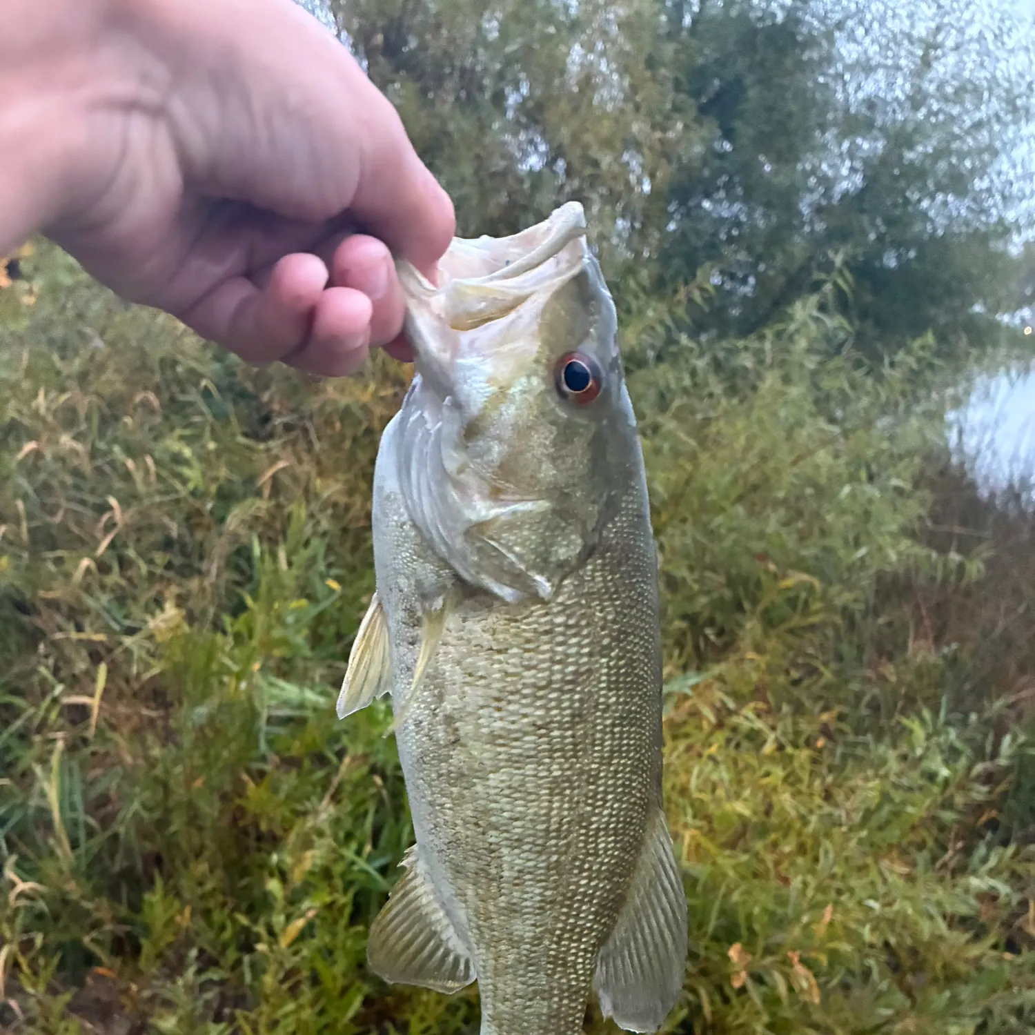 Smallmouth bass caught on Fishbrain