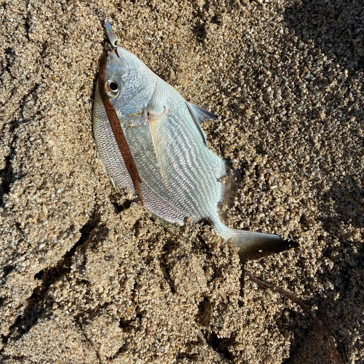 White seabream caught on Fishbrain