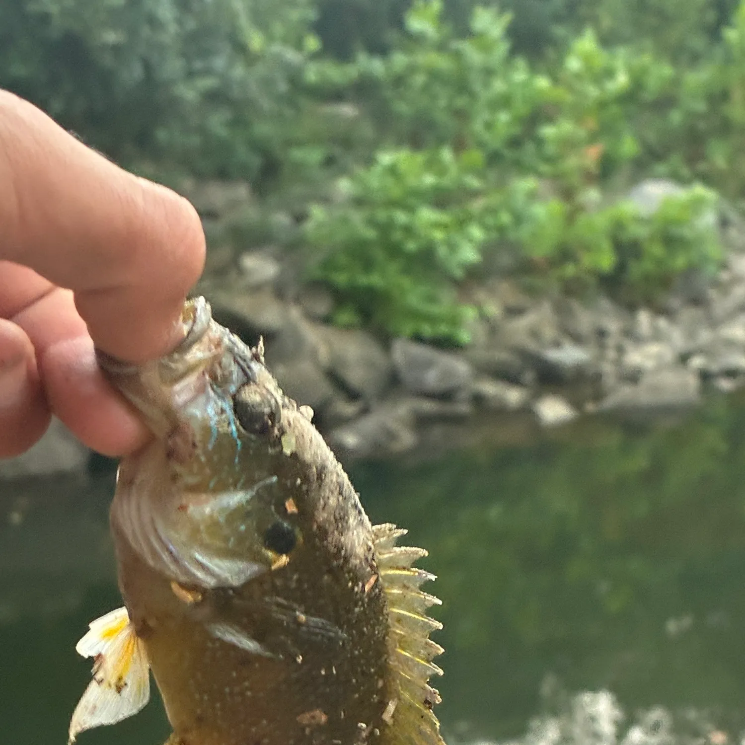 Green sunfish caught on Fishbrain