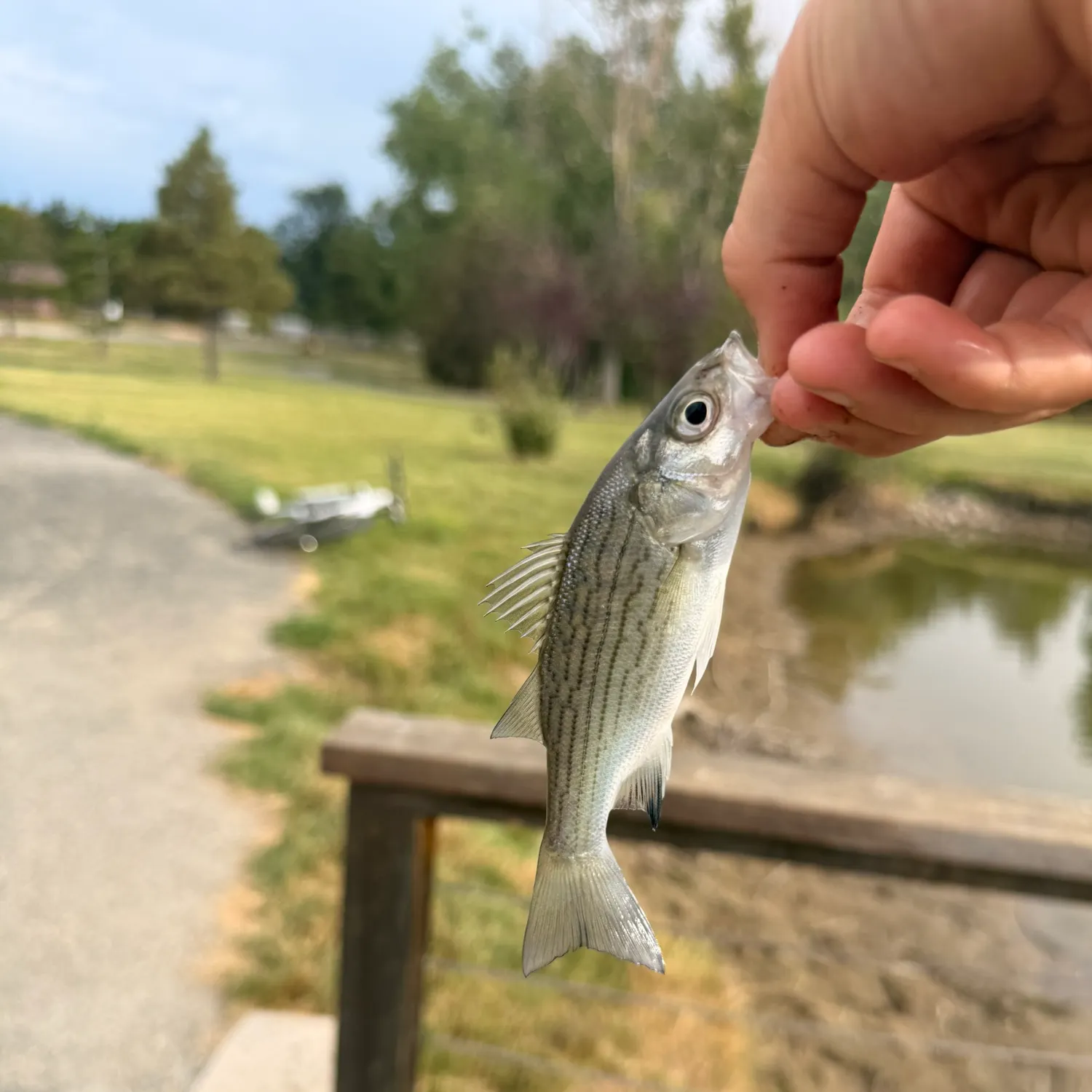 The most recent White bass catches on Fishbrain