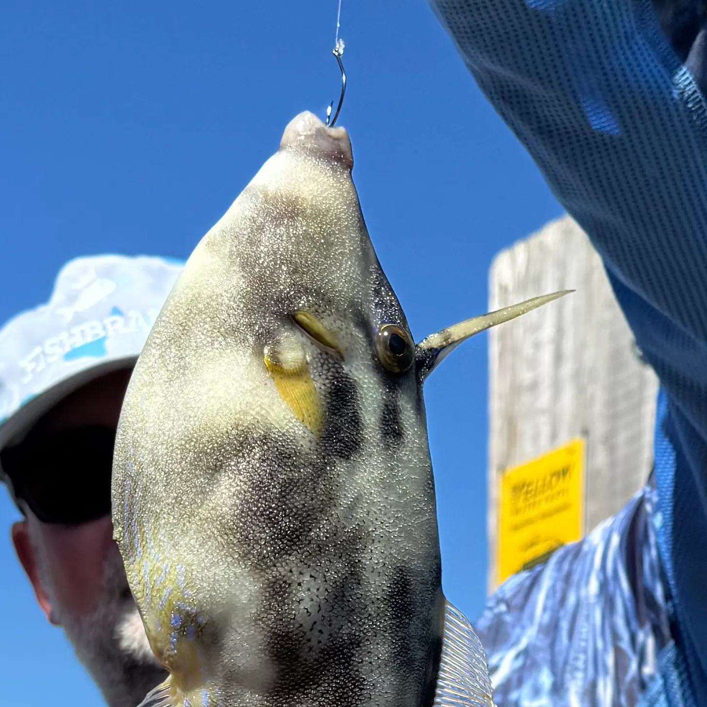 The most recent Yellowfin leatherjacket catches on Fishbrain