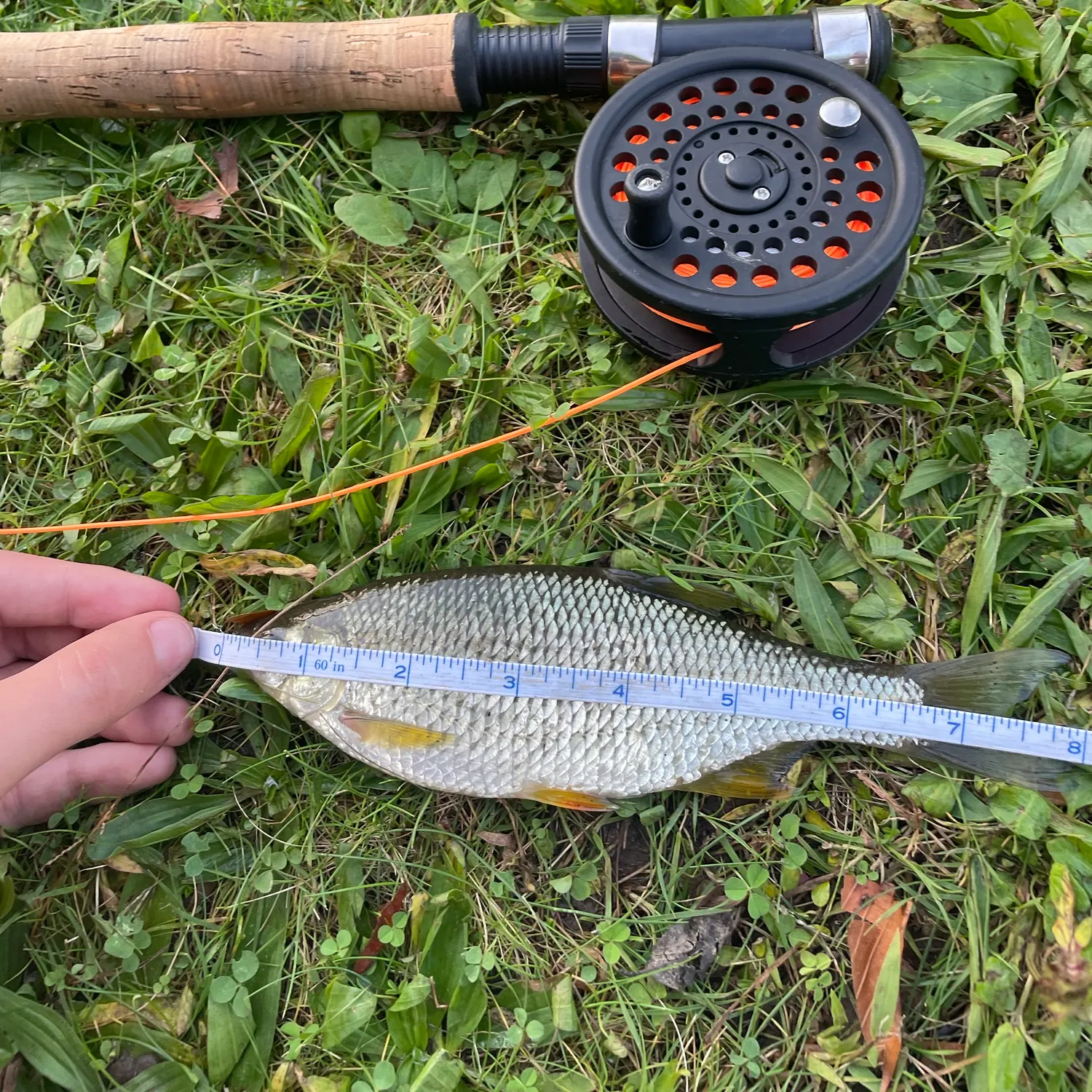 Golden shiner caught on Fishbrain