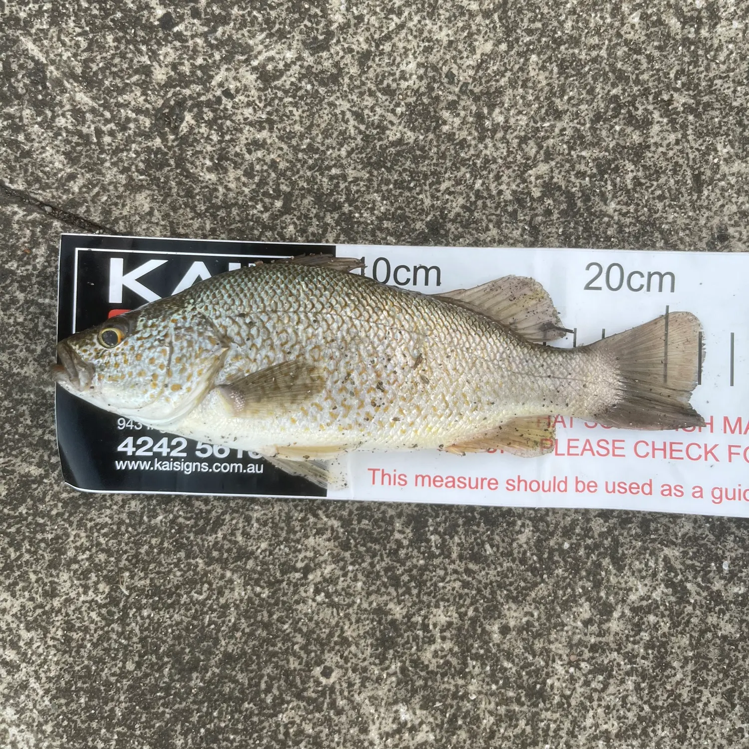 Spangled perch caught on Fishbrain