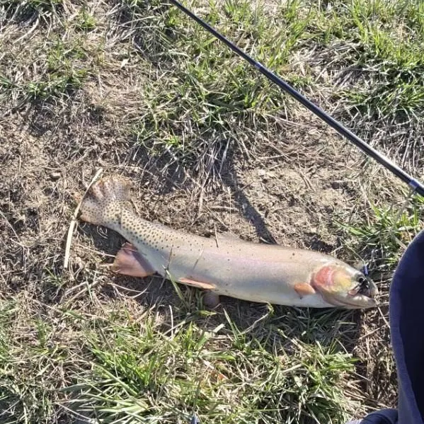 The most recent Yellowstone cutthroat trout catches on Fishbrain