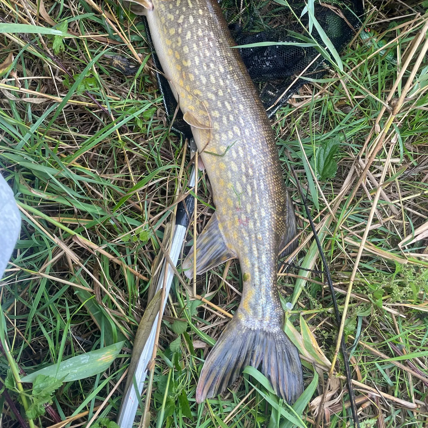 Northern pike caught on Fishbrain