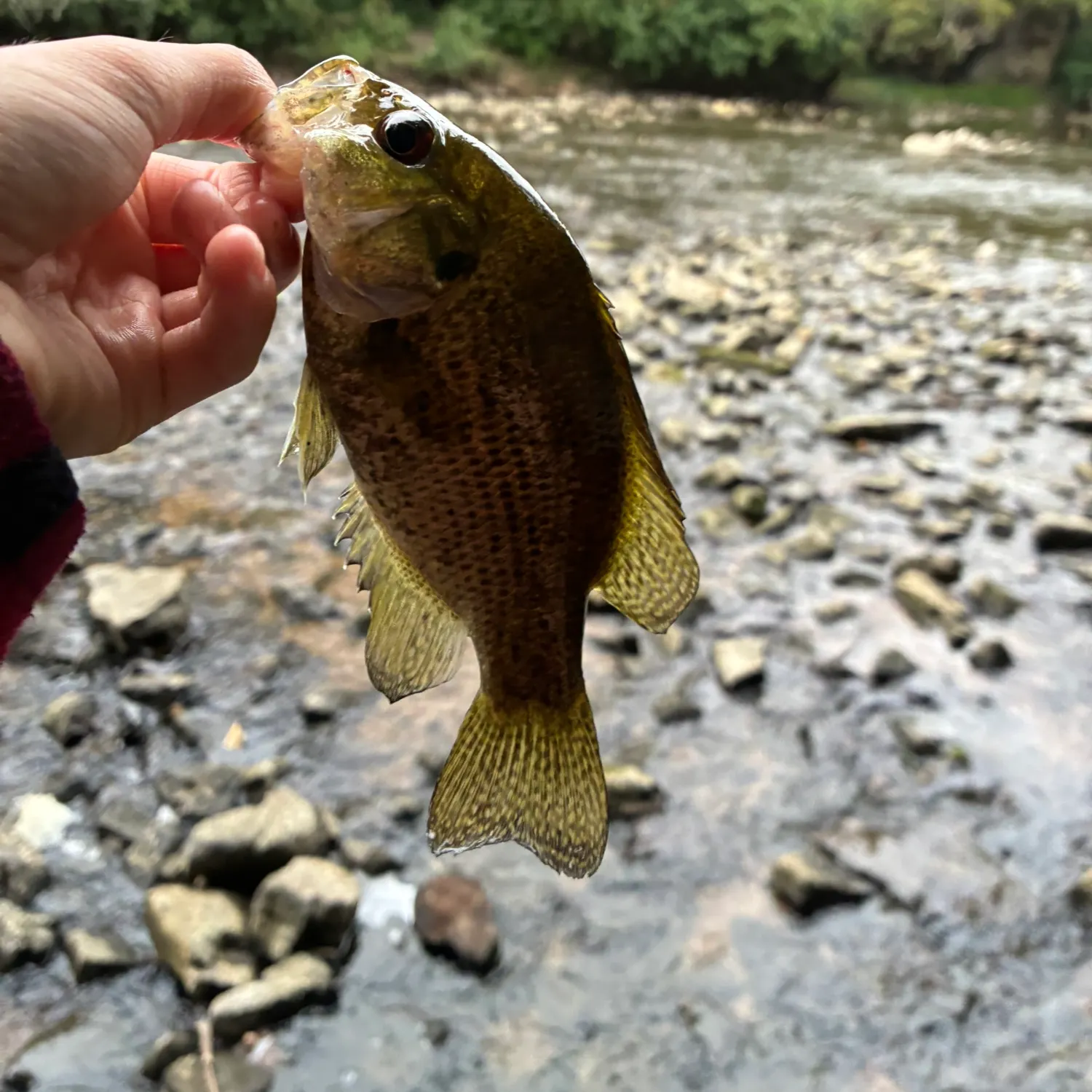 Rock bass caught on Fishbrain