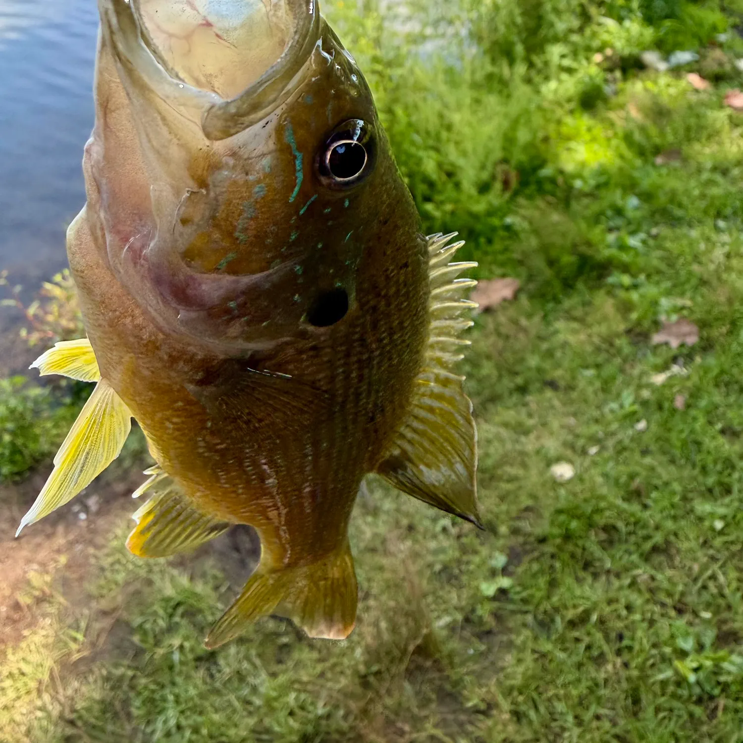 Green sunfish caught on Fishbrain