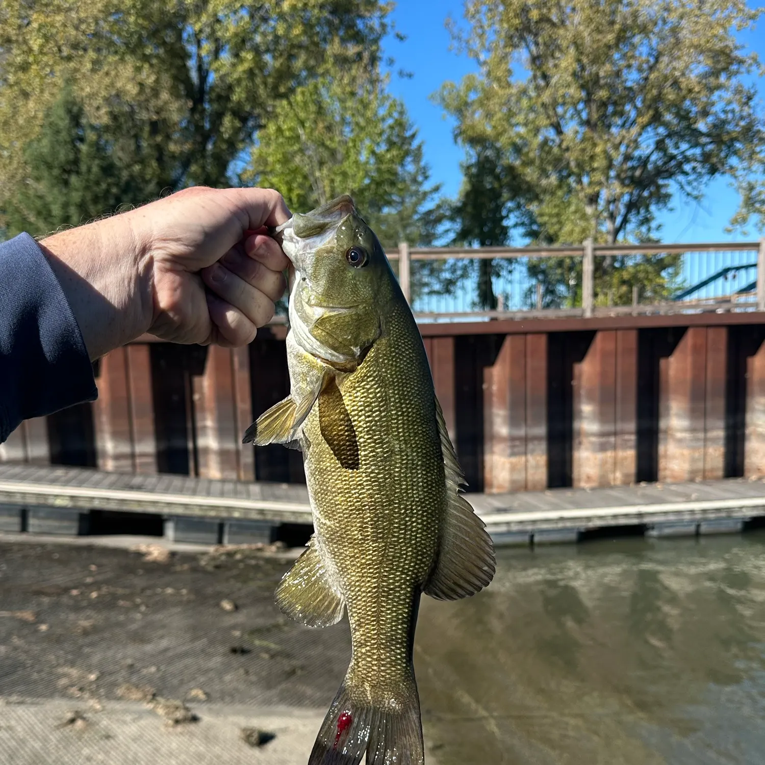 Smallmouth bass caught on Fishbrain