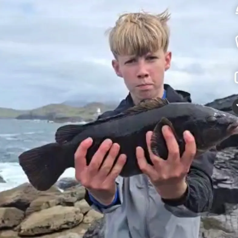 The most recent Ballan wrasse catches on Fishbrain