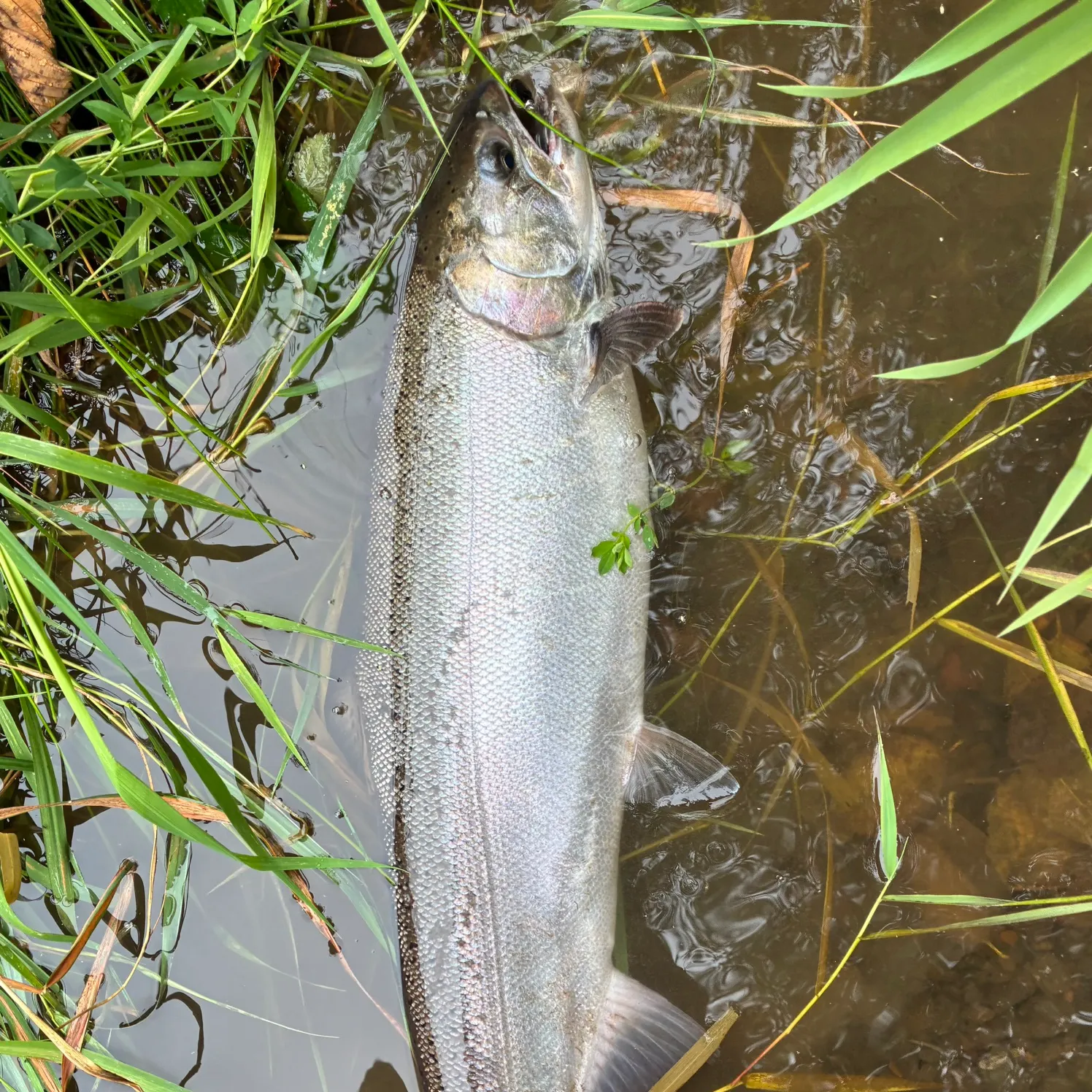 Coho salmon caught on Fishbrain