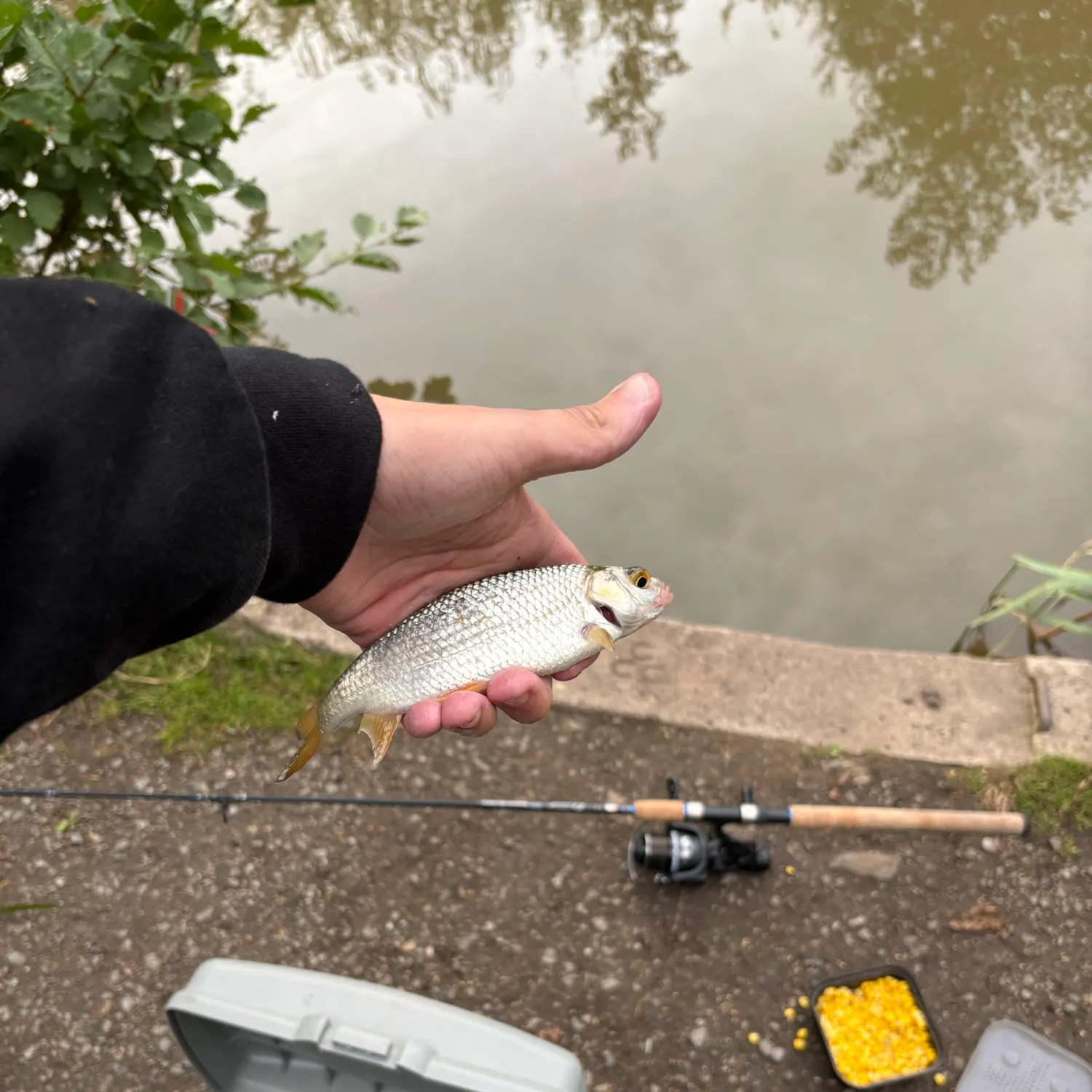 Common carp caught on Fishbrain