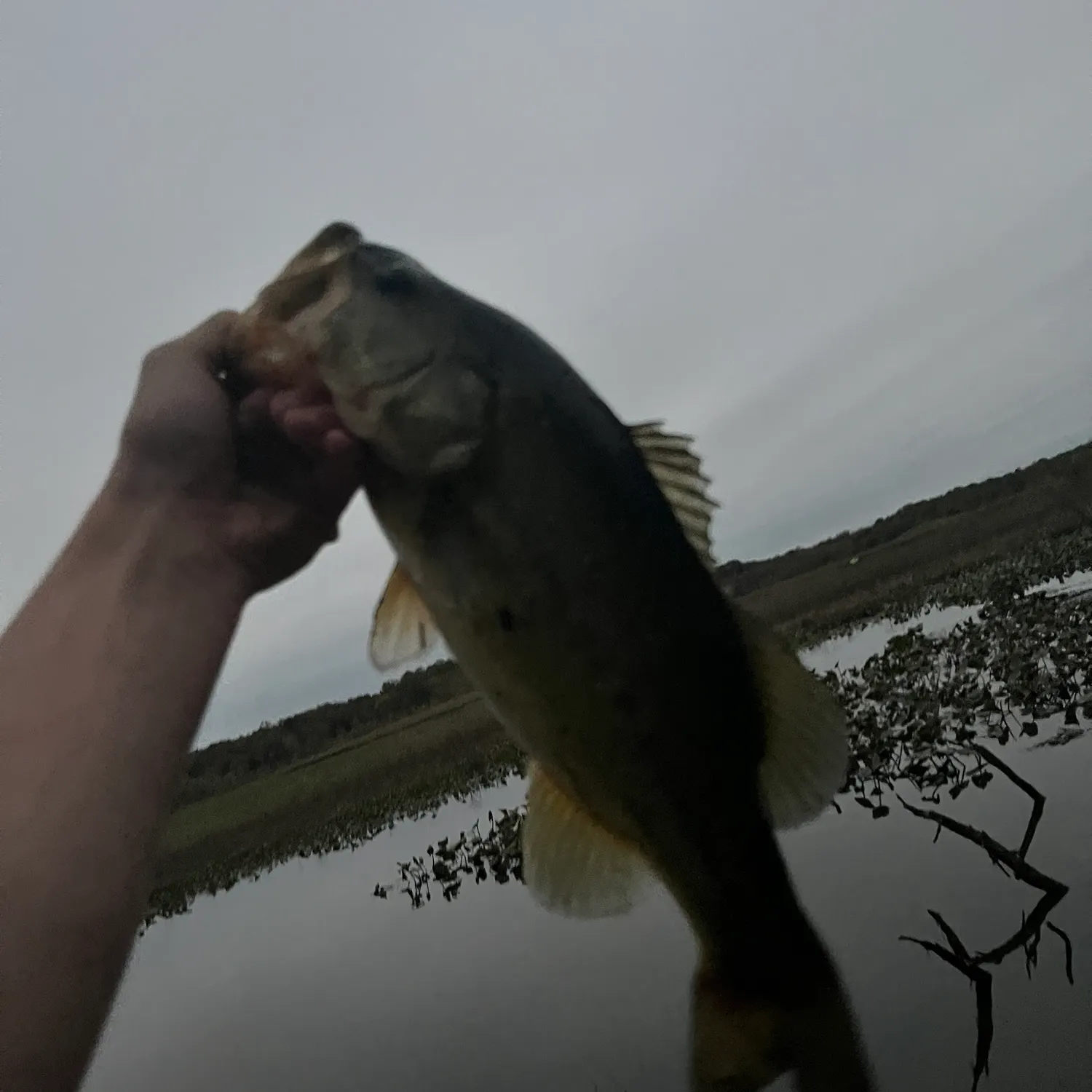 Smallmouth bass caught on Fishbrain