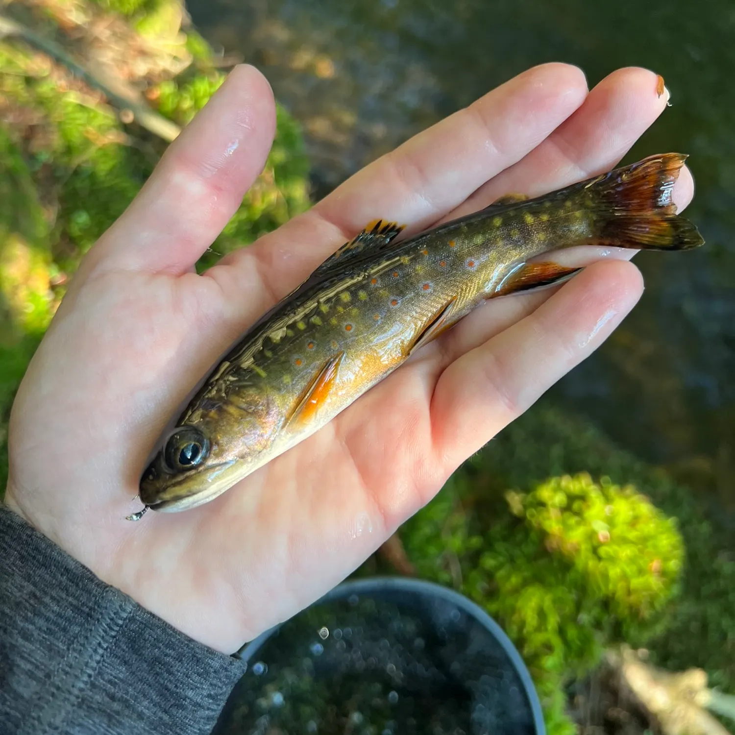 Brook trout caught on Fishbrain