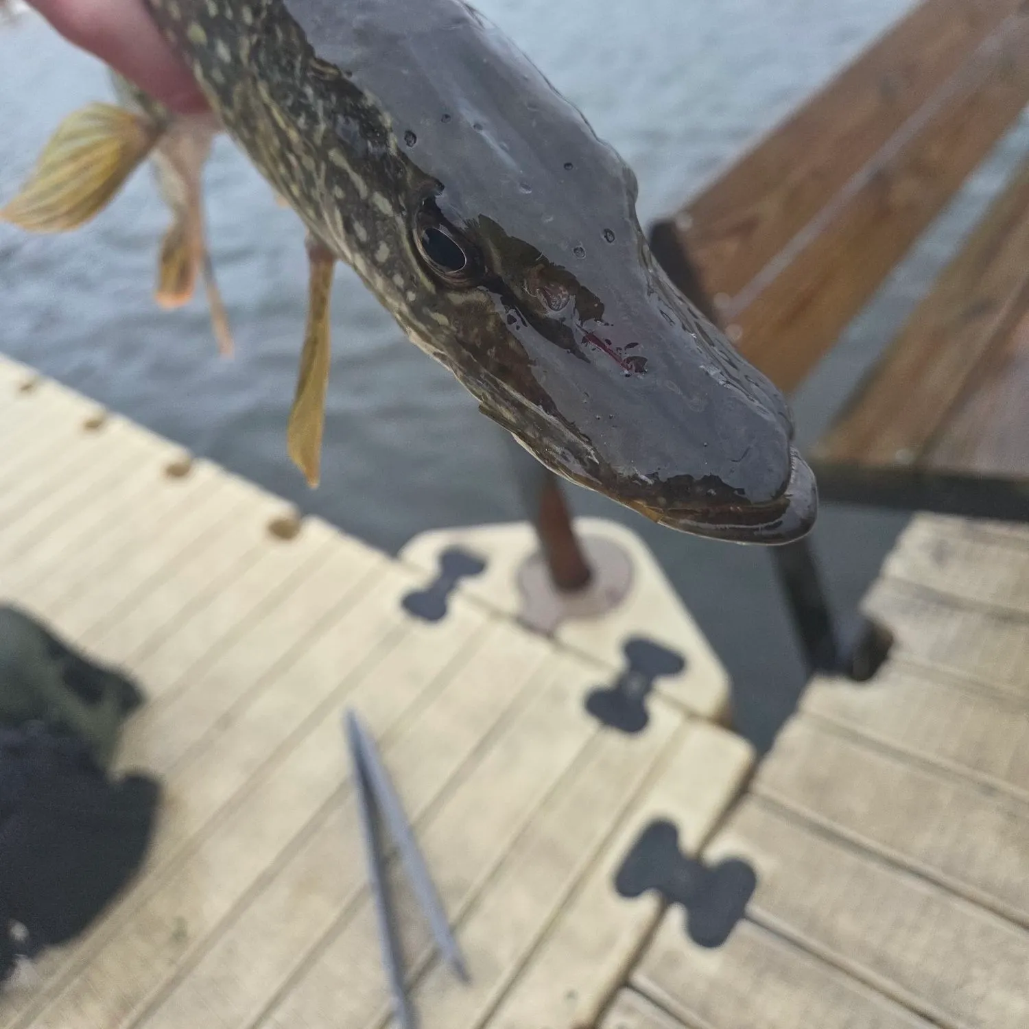 Northern pike caught on Fishbrain