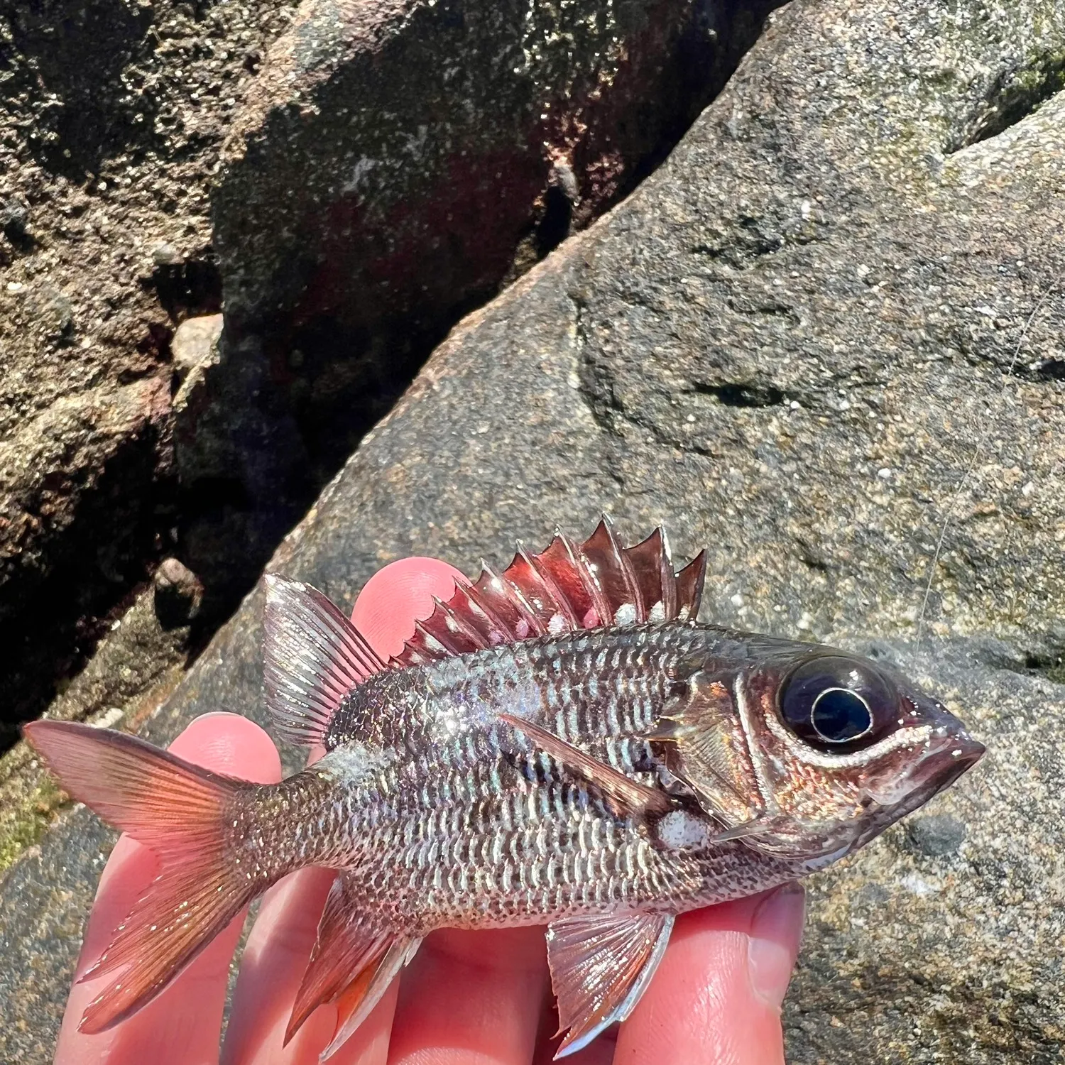 The most recent Dark-striped squirrelfish catches on Fishbrain