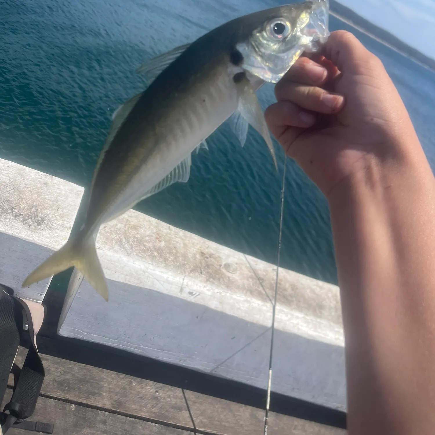 The most recent Yellowtail scad catches on Fishbrain