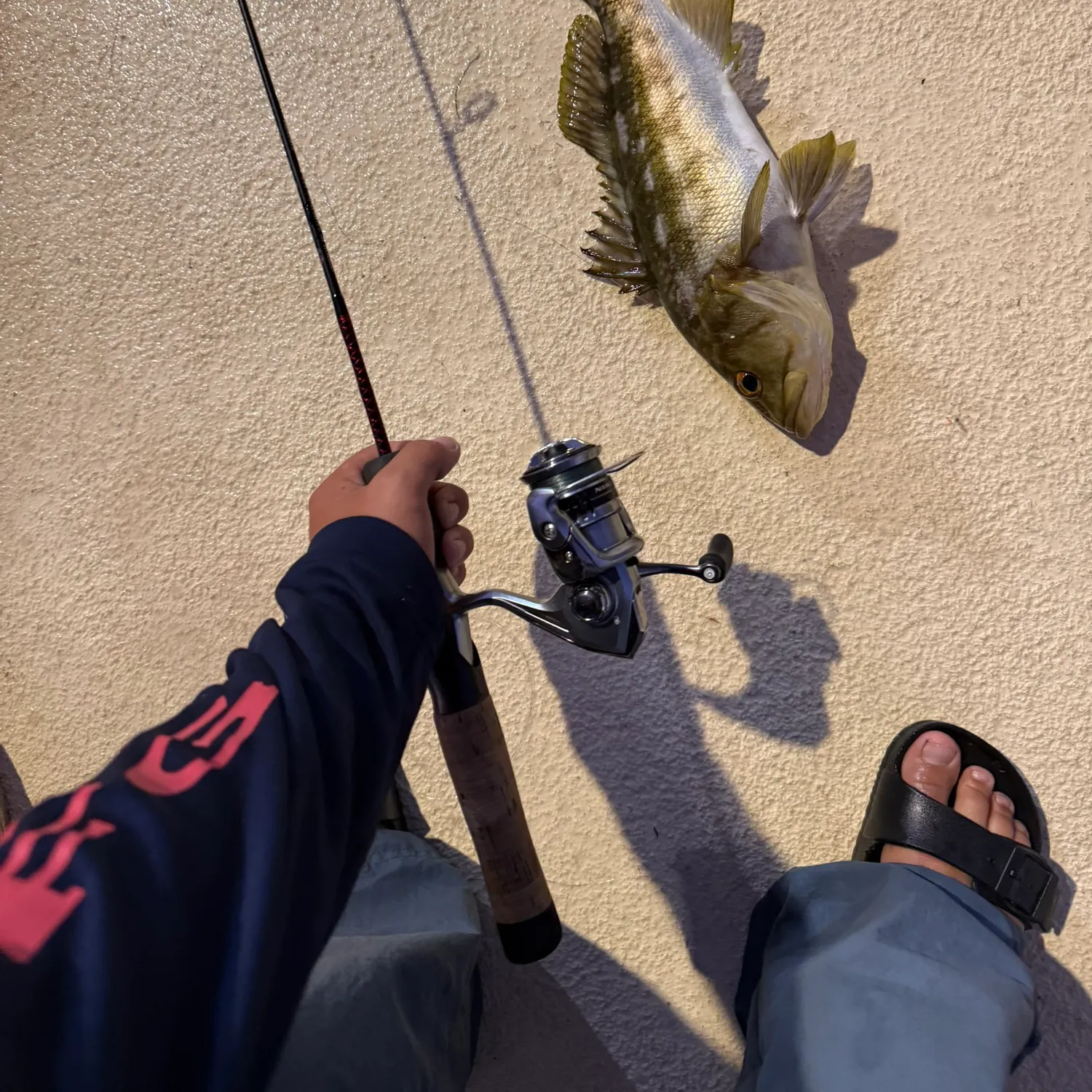 Kelp bass caught on Fishbrain