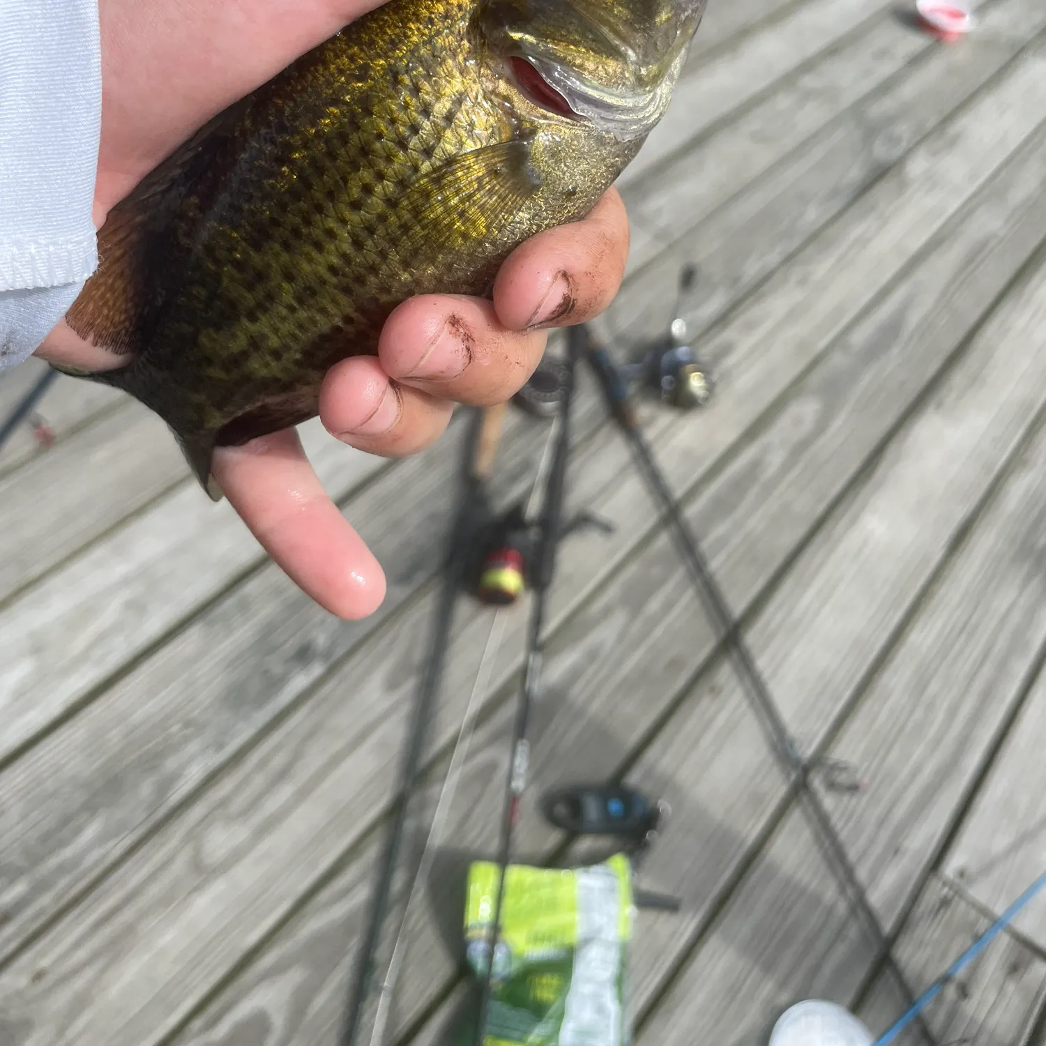 Rock bass caught on Fishbrain