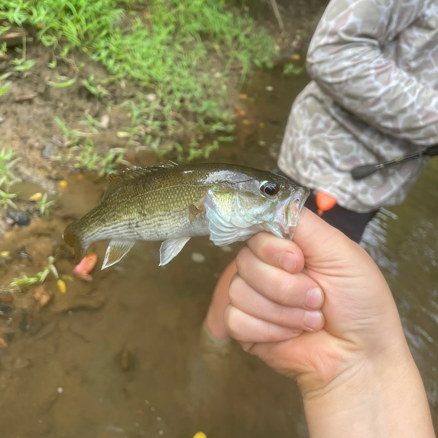 The most recent Tallapoosa bass catches on Fishbrain
